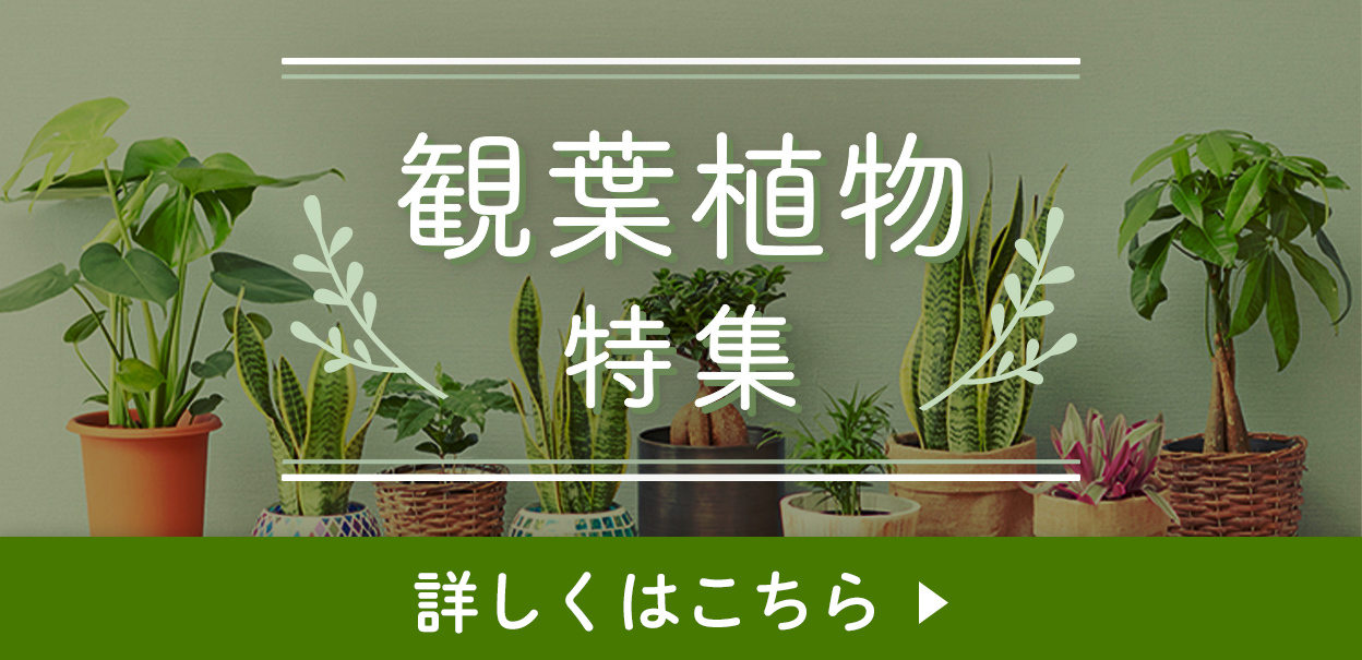 観葉植物特集へ