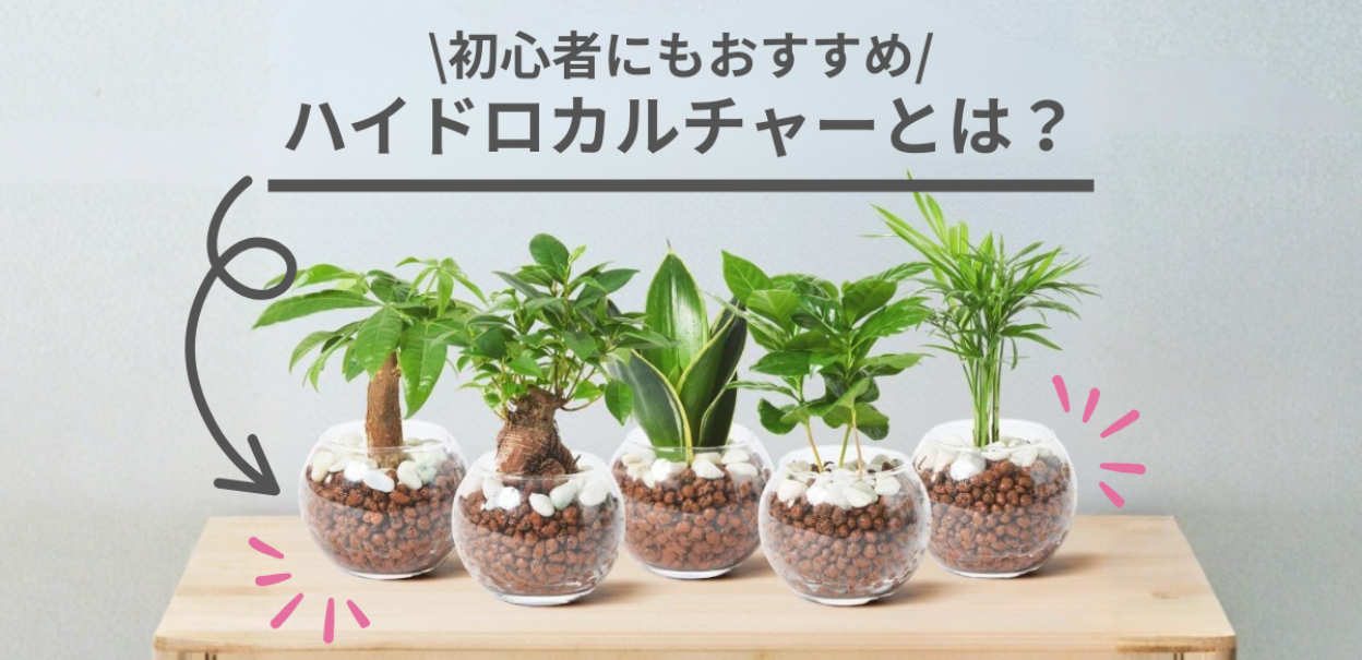 ハイドロカルチャーの商品を見てみる