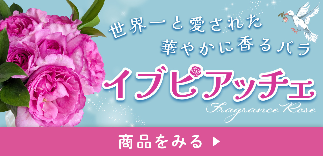 may_rose