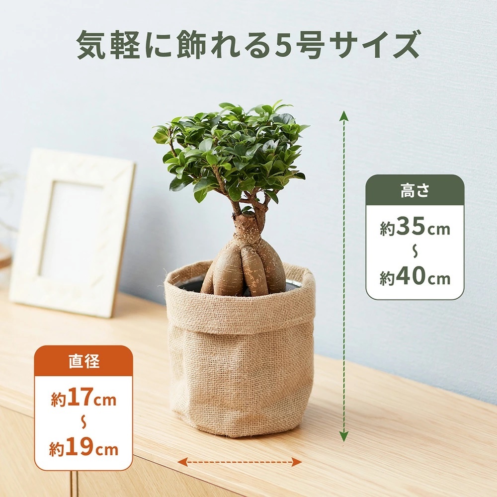 ガジュマル約1.5メートル/13号 東京都23区内の方のみ購入可】【送料無料】ガジュマル 13号