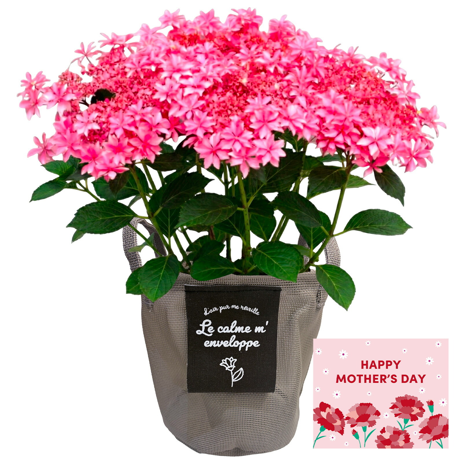鉢植え あじさい 紫陽花 5号鉢 歌合せ【母の日カード付き】