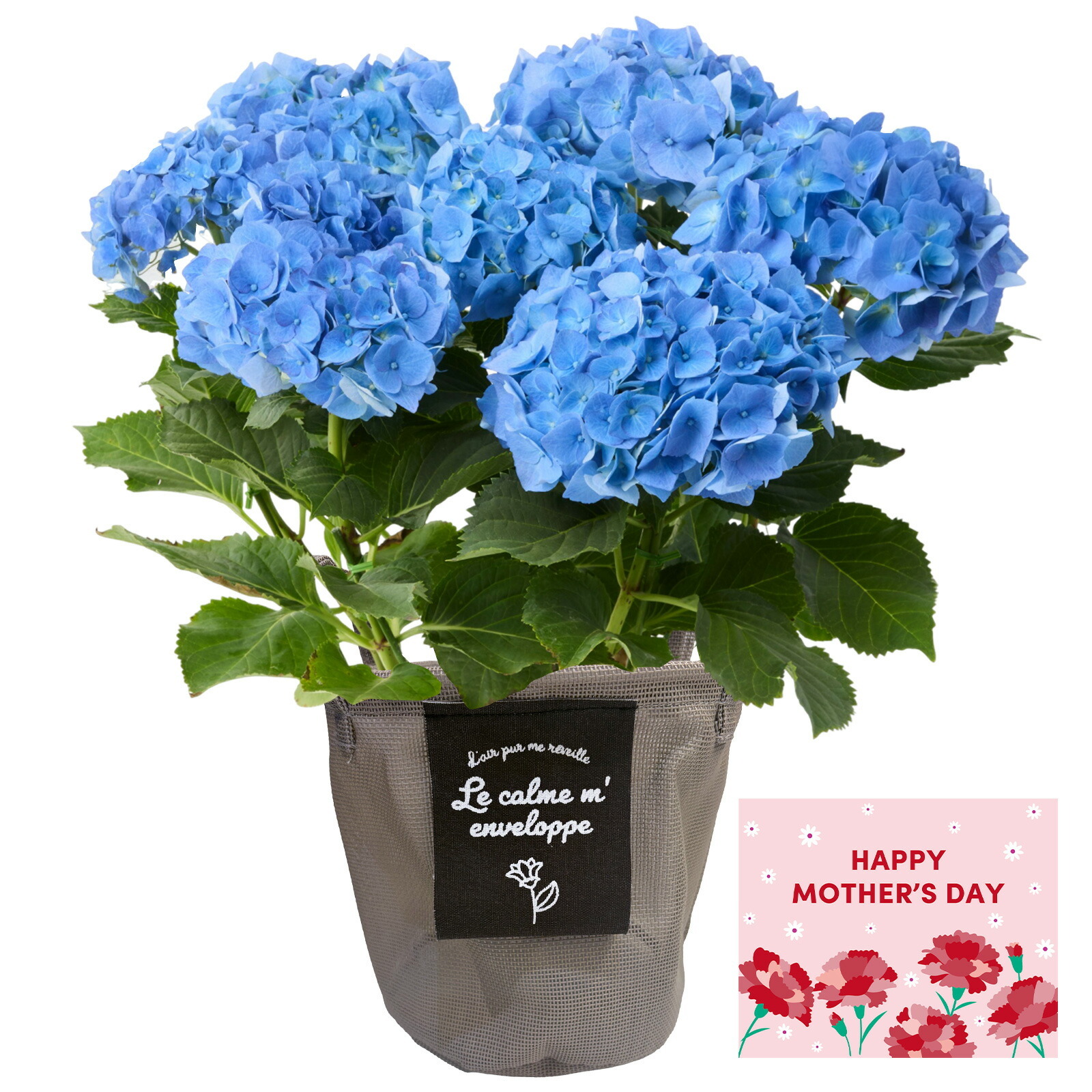 鉢植え あじさい 紫陽花 5号鉢 青色(マリンブルー)【母の日カード付き】