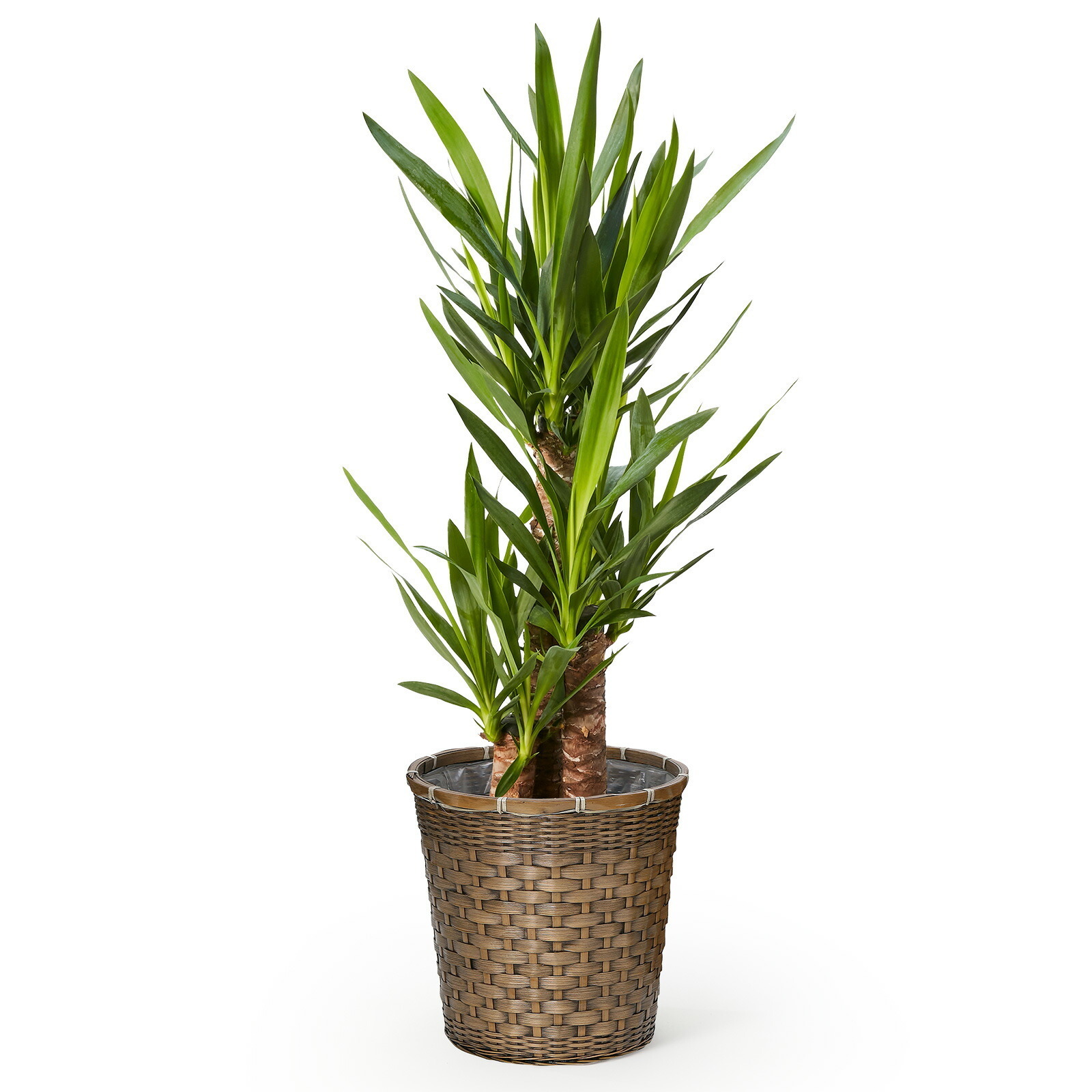 ユッカ 7号 編み込みバスケット