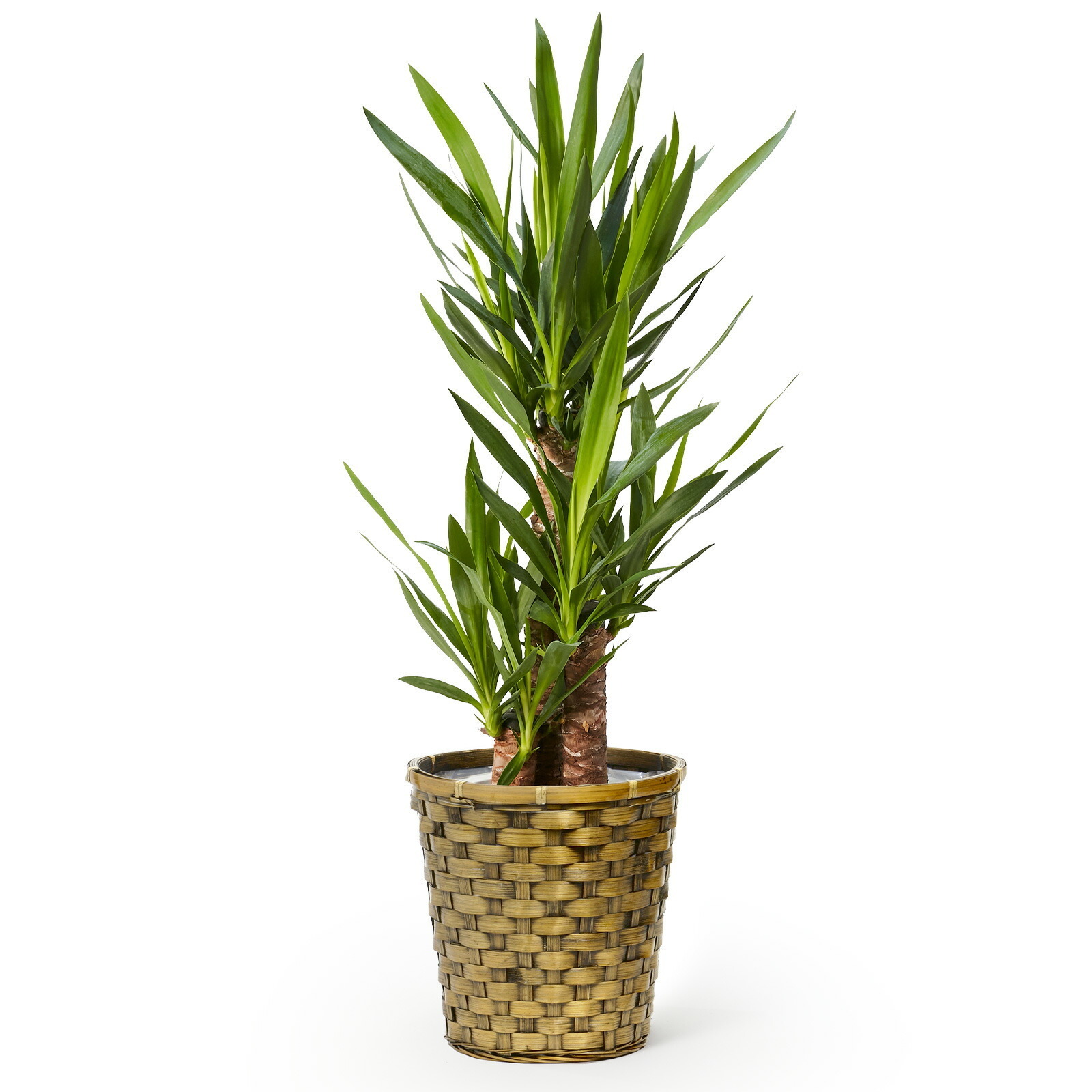 ユッカ 7号 木目カゴ