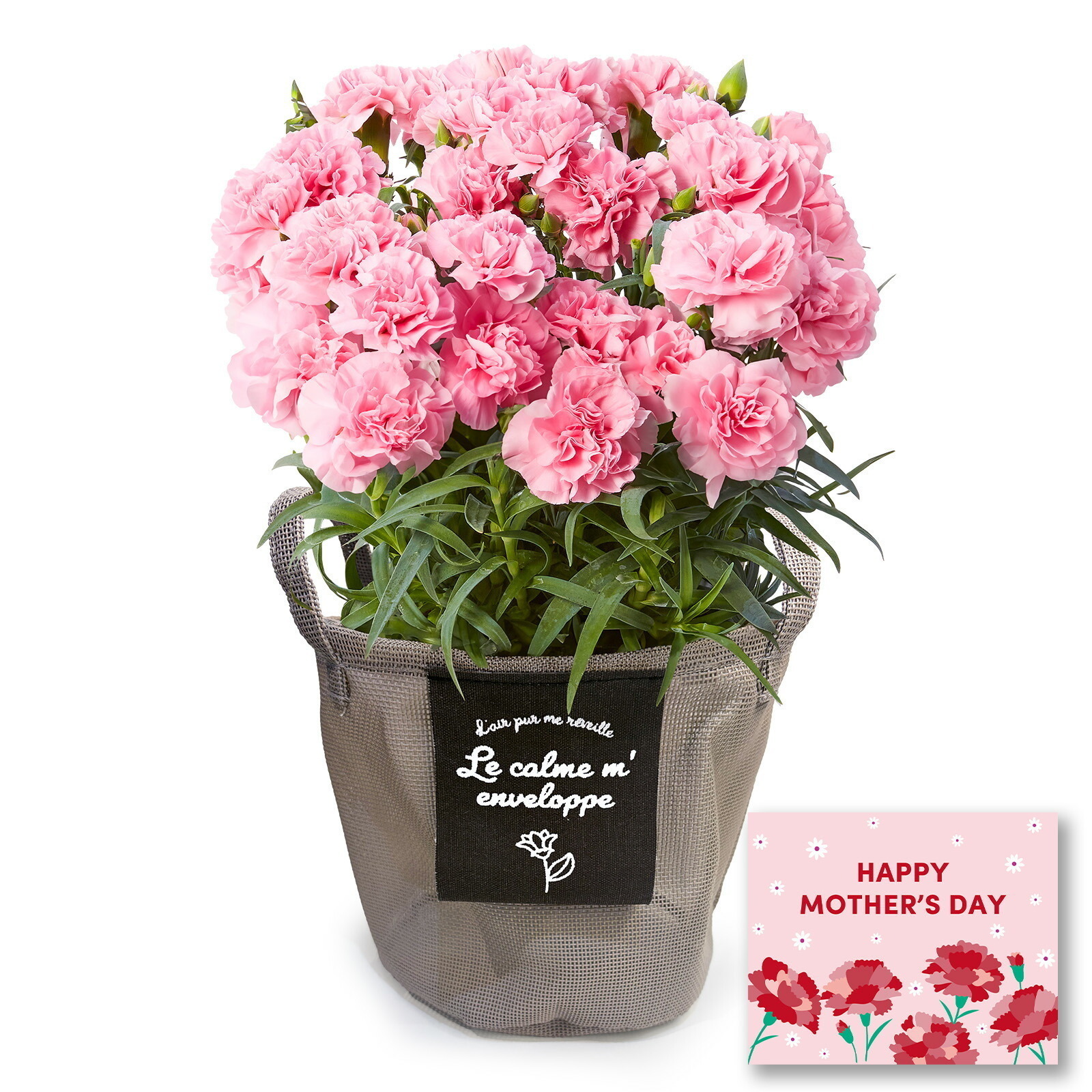 鉢植え カーネーション ピンク(クレア)【母の日カード付き】