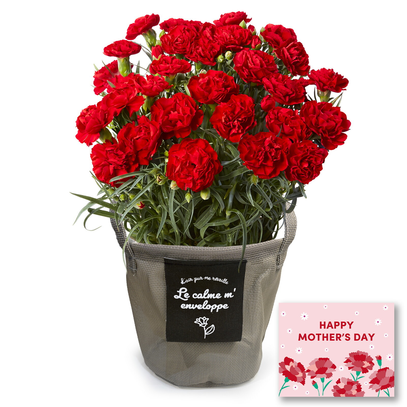 鉢植え カーネーション 赤色【母の日カード付き】