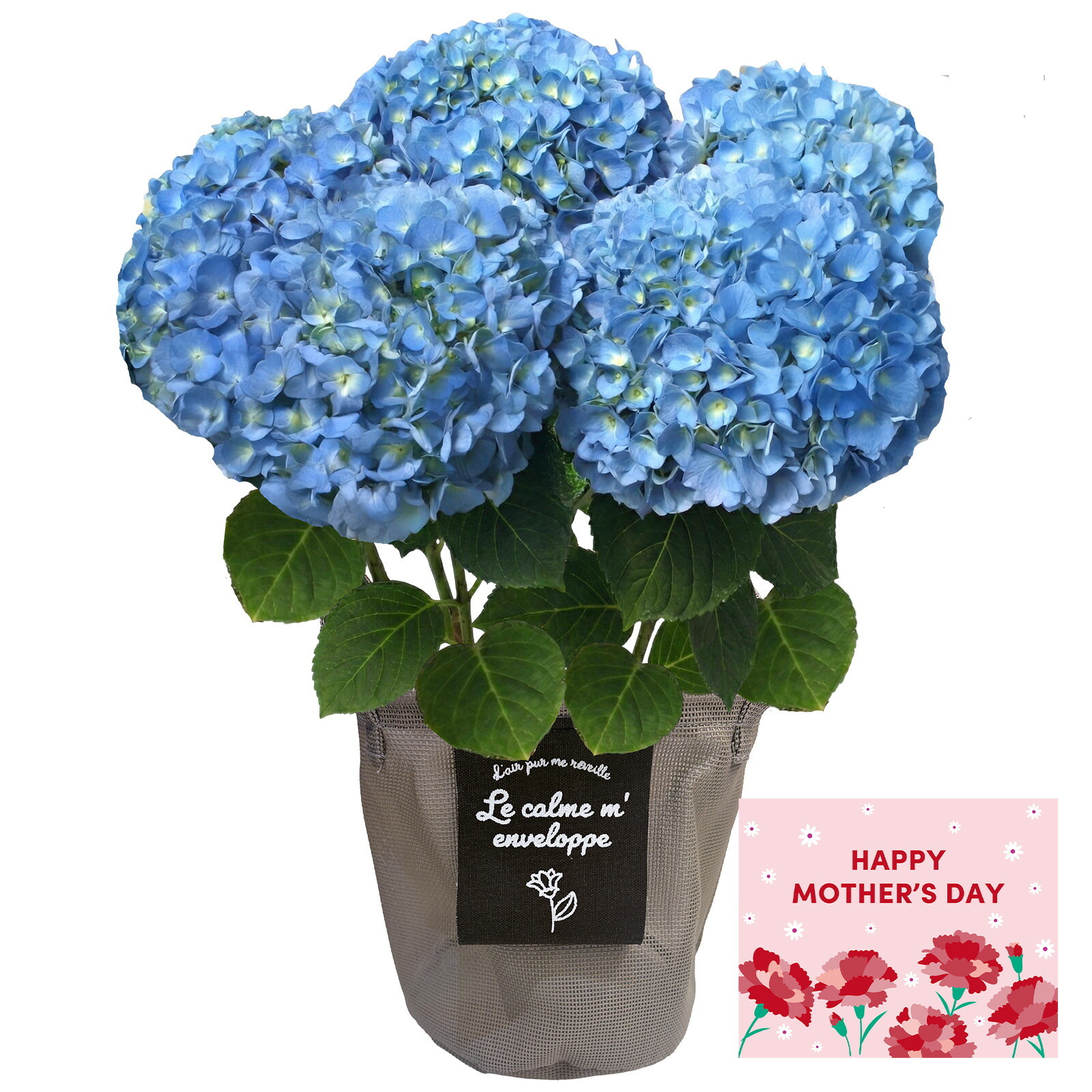 鉢植え あじさい 紫陽花 5号鉢 青色(ブルーダイヤモンド)【母の日カード付き】