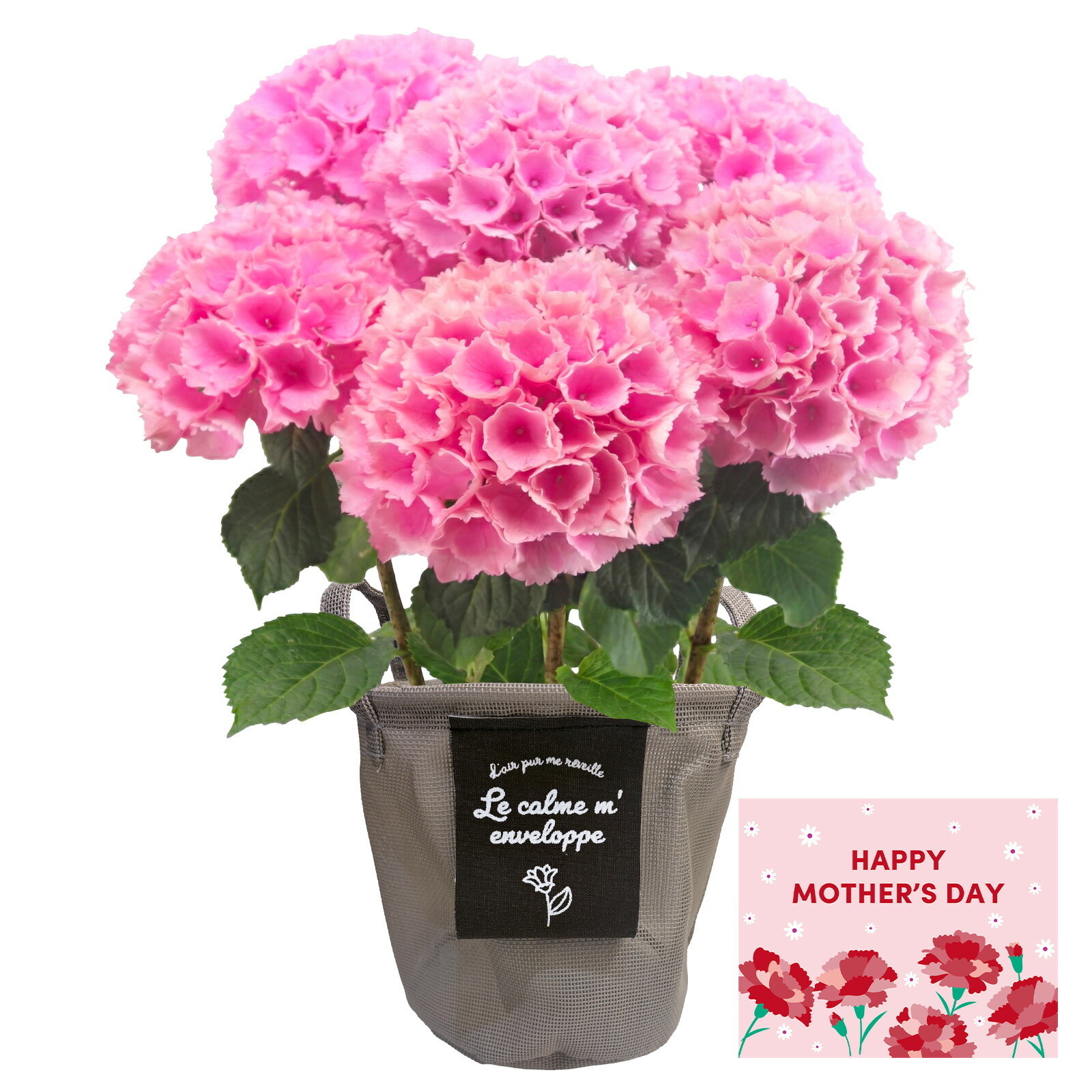 鉢植え あじさい 紫陽花 5号鉢 ピンク(ピンクセンセーション)【母の日カード付き】