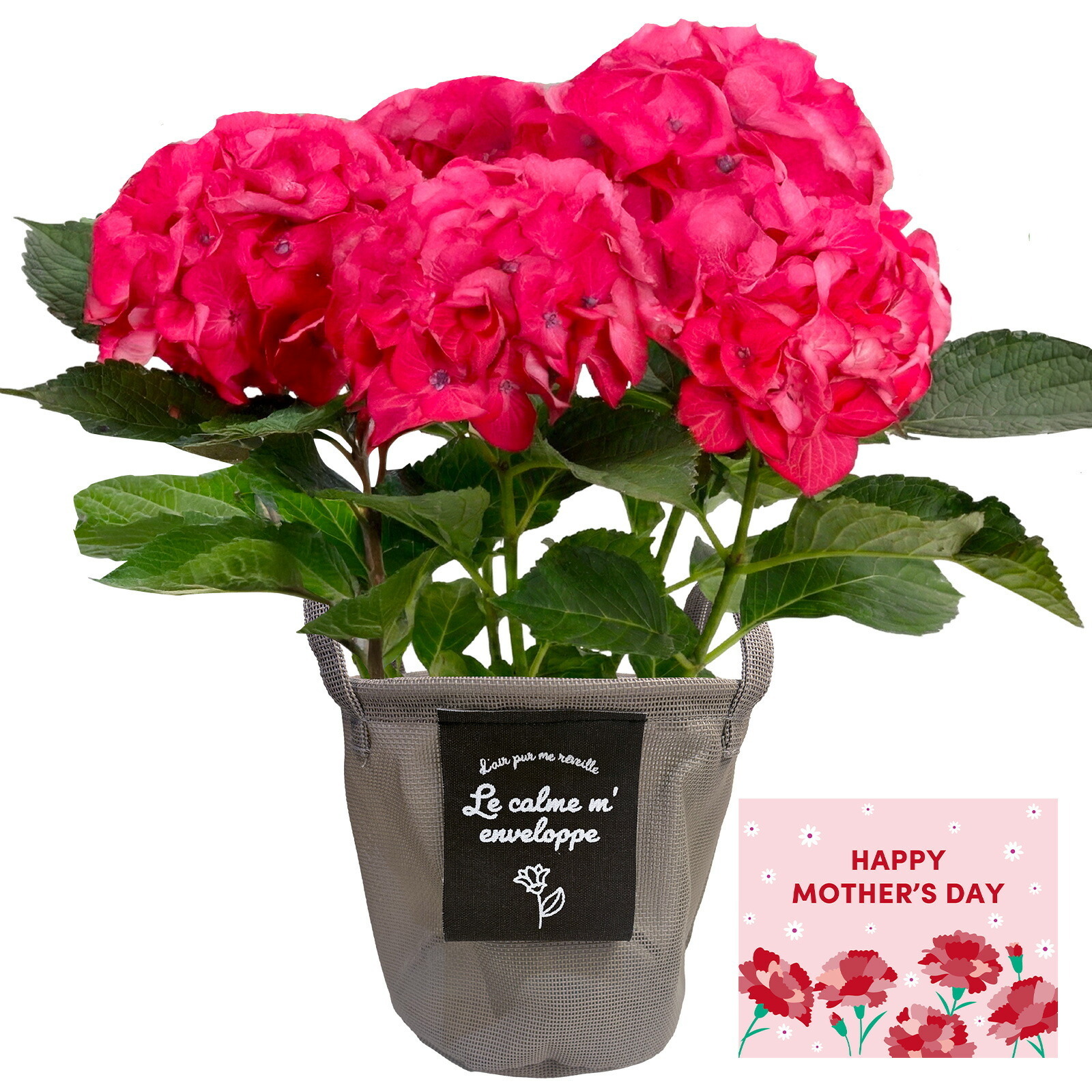 鉢植え あじさい 紫陽花 5号鉢 赤色(レッドエンジェル)【母の日カード付き】