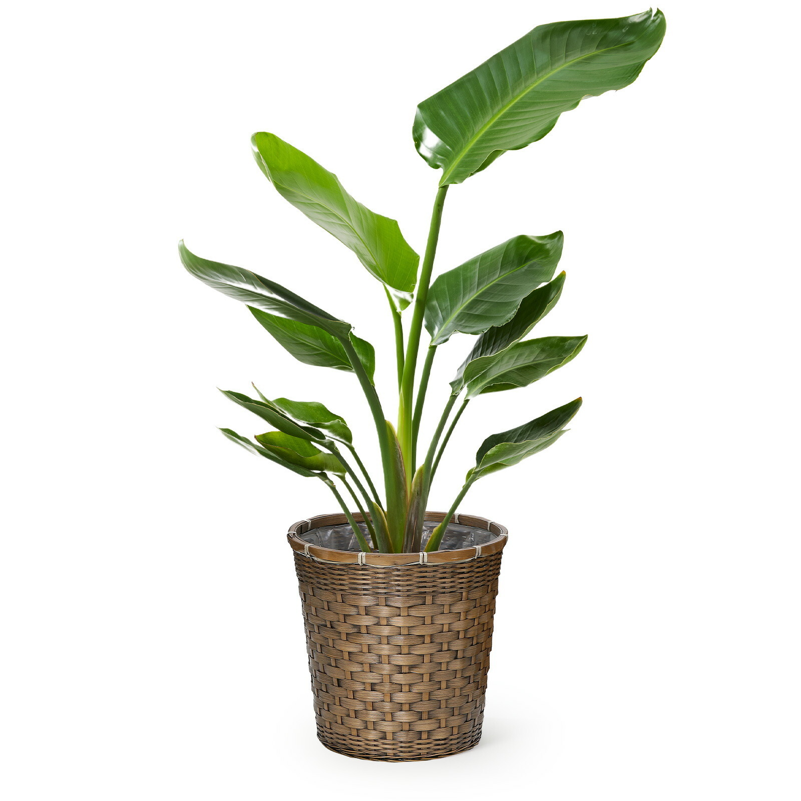 ストレリチア・オーガスタ7号 編み込みバスケット | 観葉植物のギフト
