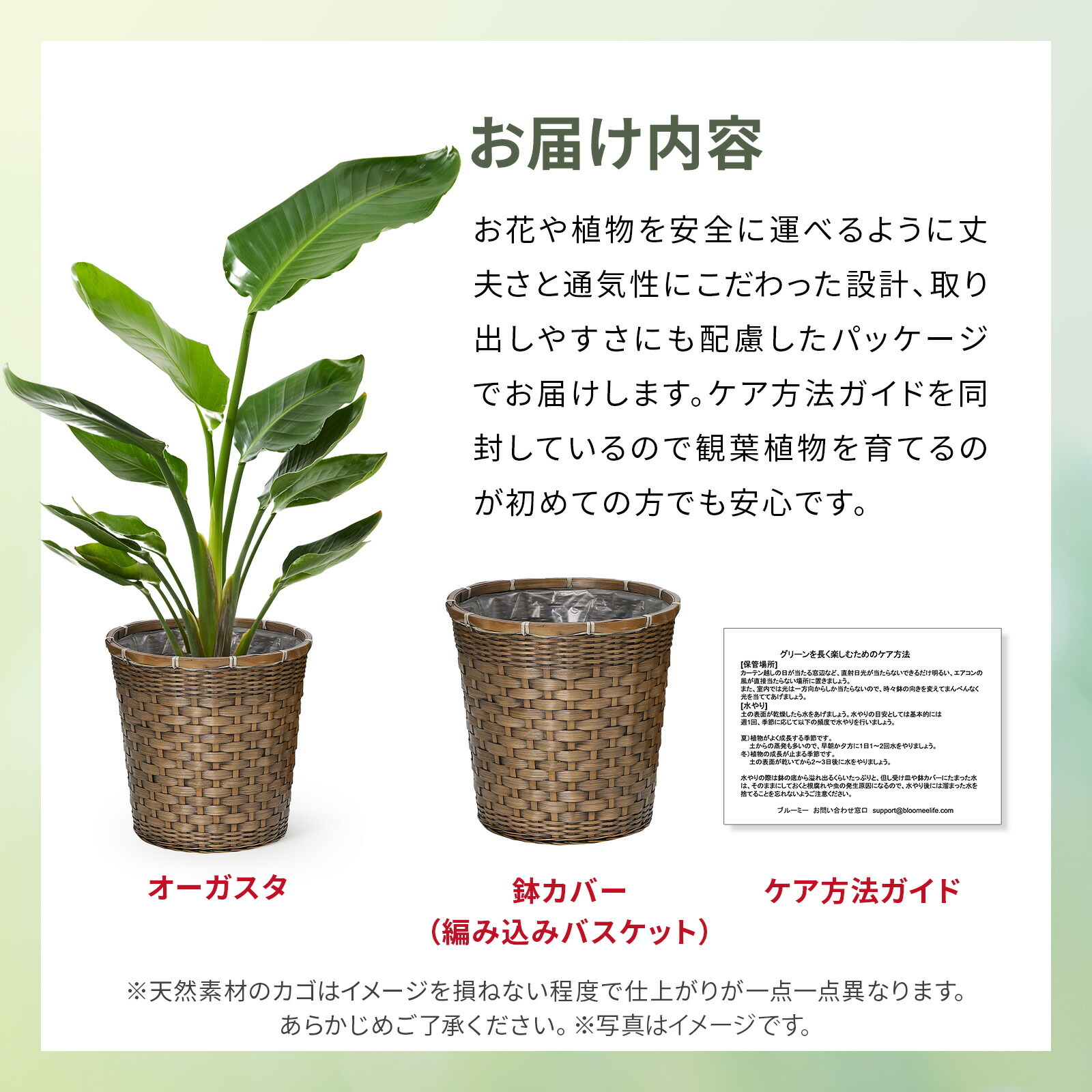 ストレリチア・オーガスタ7号 編み込みバスケット