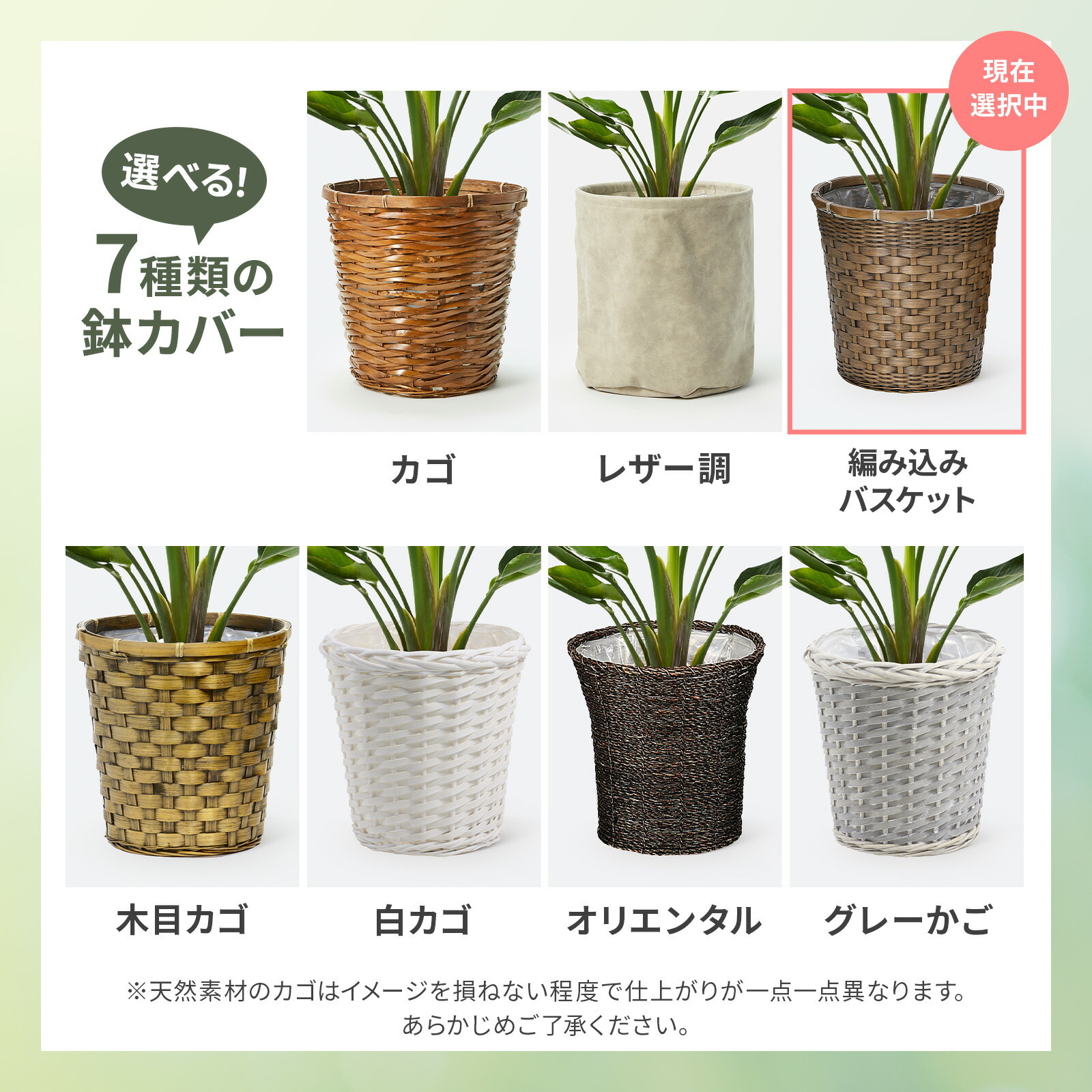 ストレリチア・オーガスタ7号 編み込みバスケット
