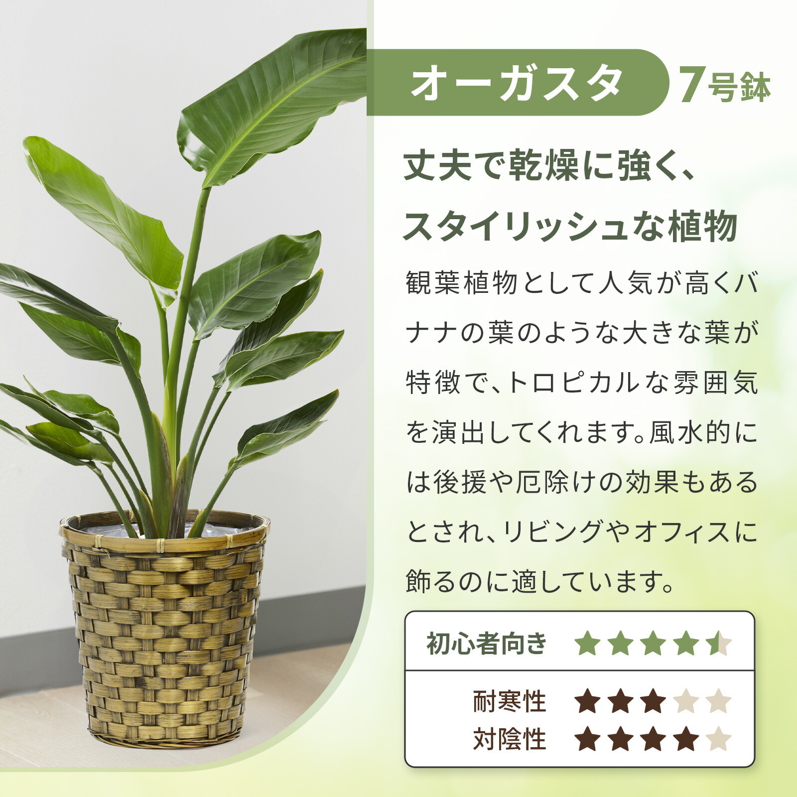 ストレリチア・オーガスタ7号 グレーかご