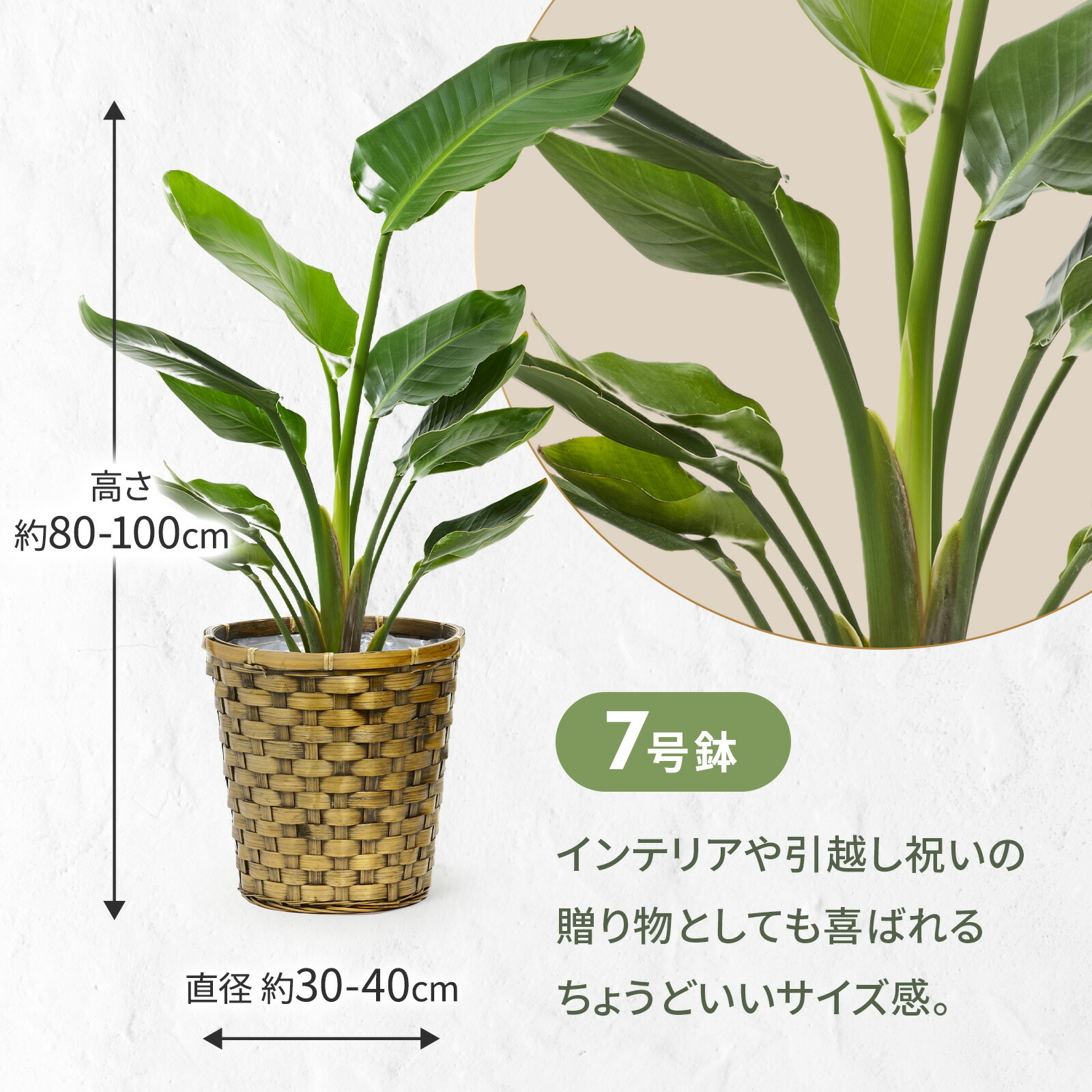 ストレリチア・オーガスタ7号 グレーかご