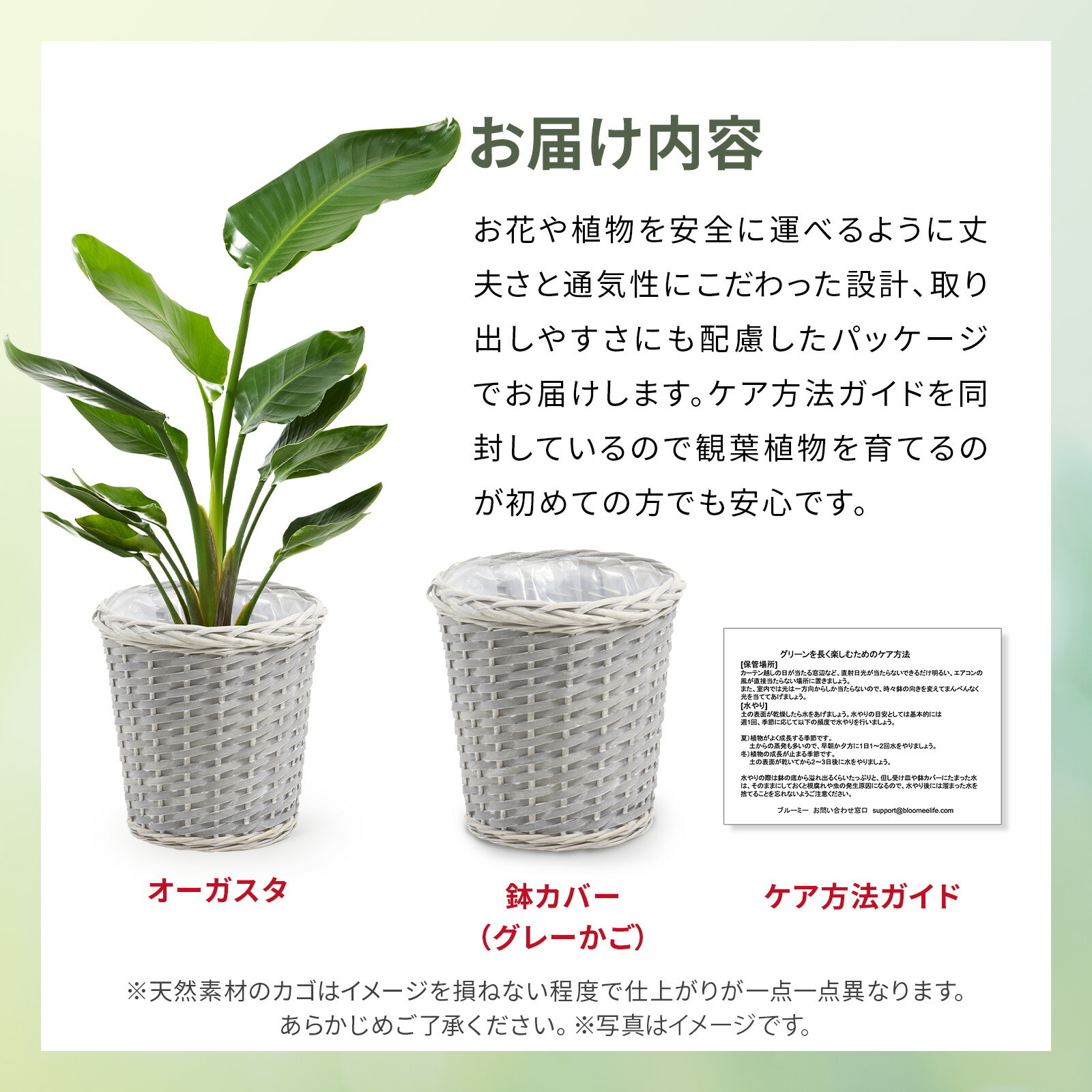 ストレリチア・オーガスタ7号 グレーかご