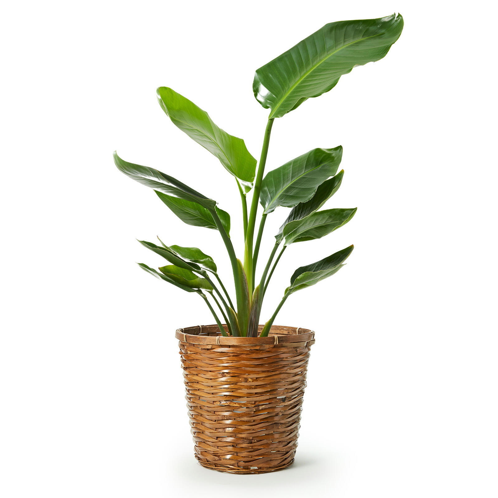 ストレリチア・オーガスタ7号 かご | 観葉植物のギフト通販 ブルーミー