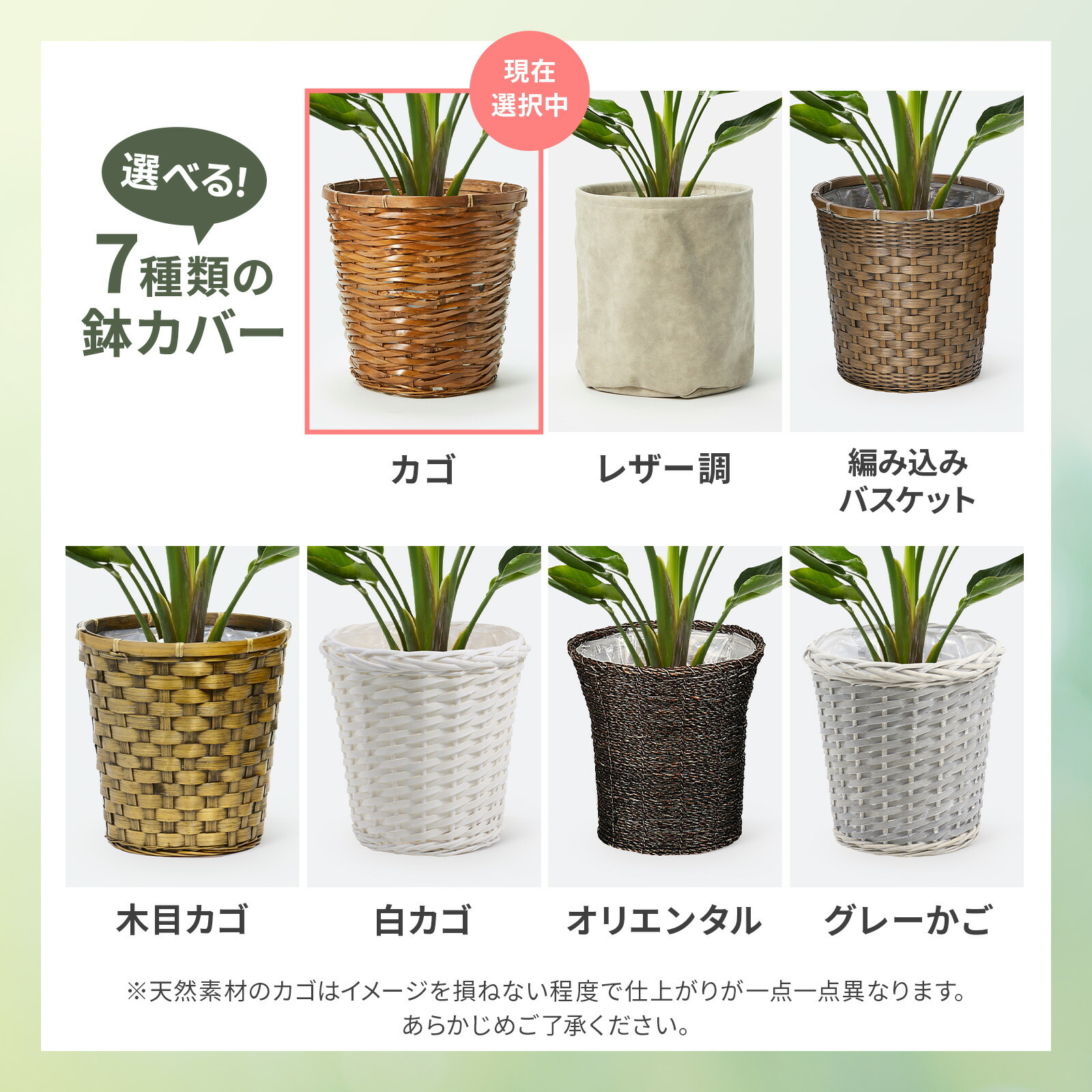 ストレリチア・オーガスタ7号 かご