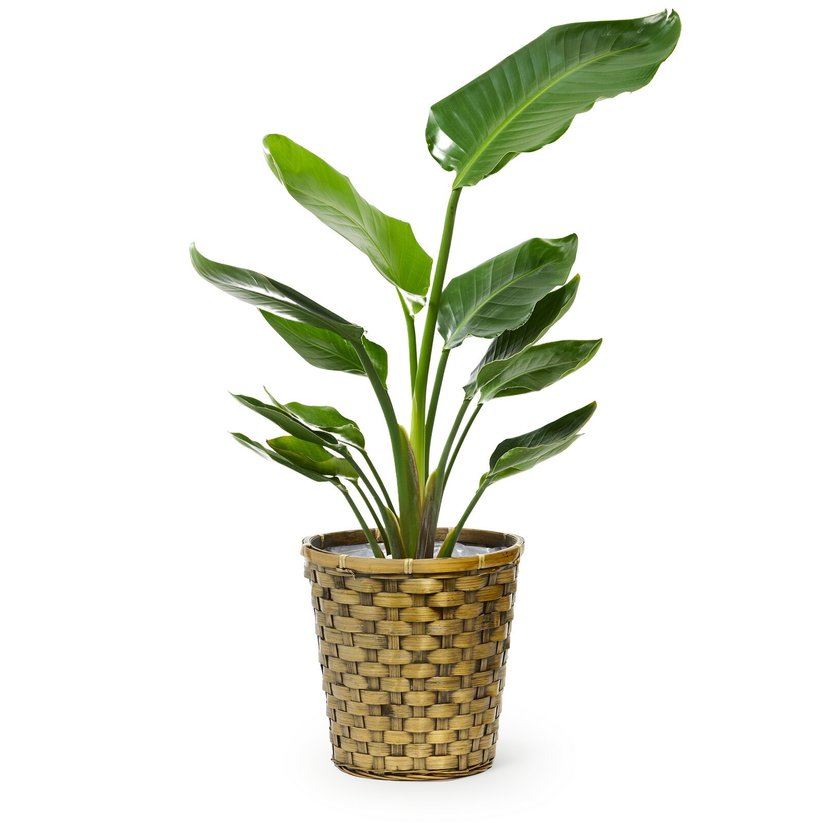 ストレリチア・オーガスタ7号 木目かご | 観葉植物のギフト通販