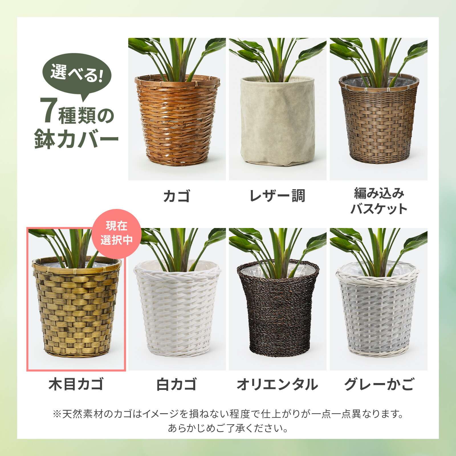 ストレリチア・オーガスタ7号 木目かご