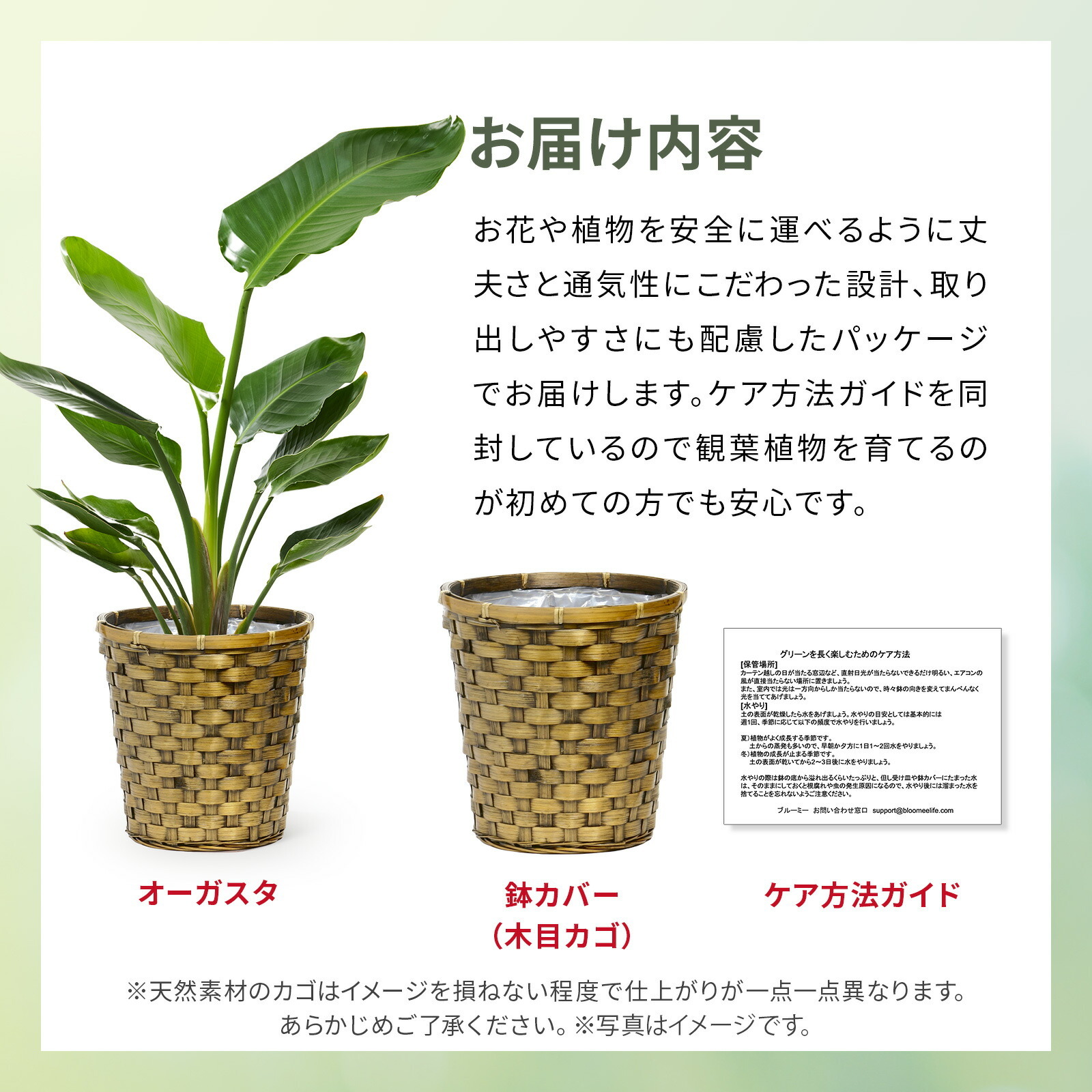 ストレリチア・オーガスタ7号 木目かご