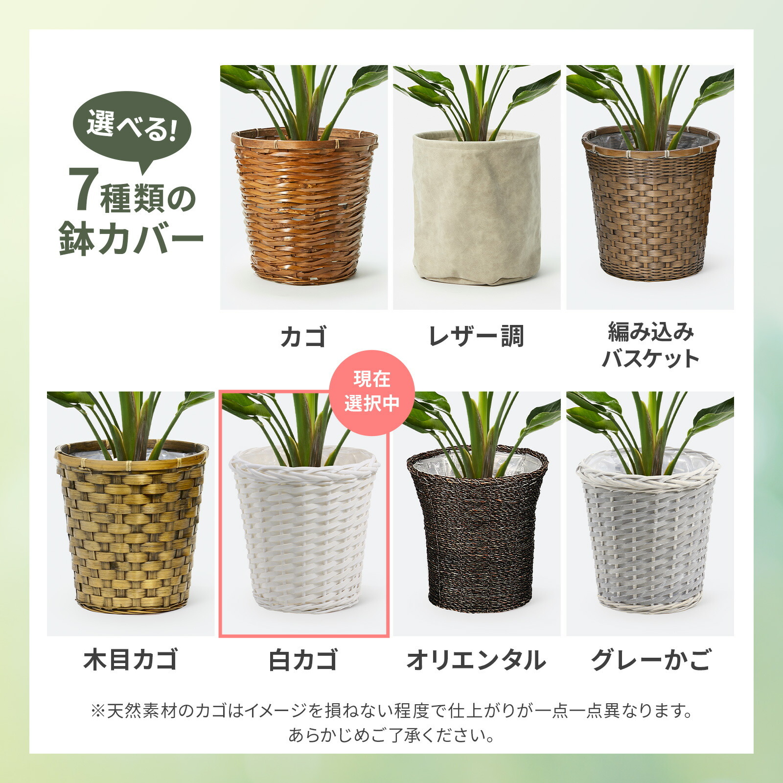ストレリチア・オーガスタ7号 白かご