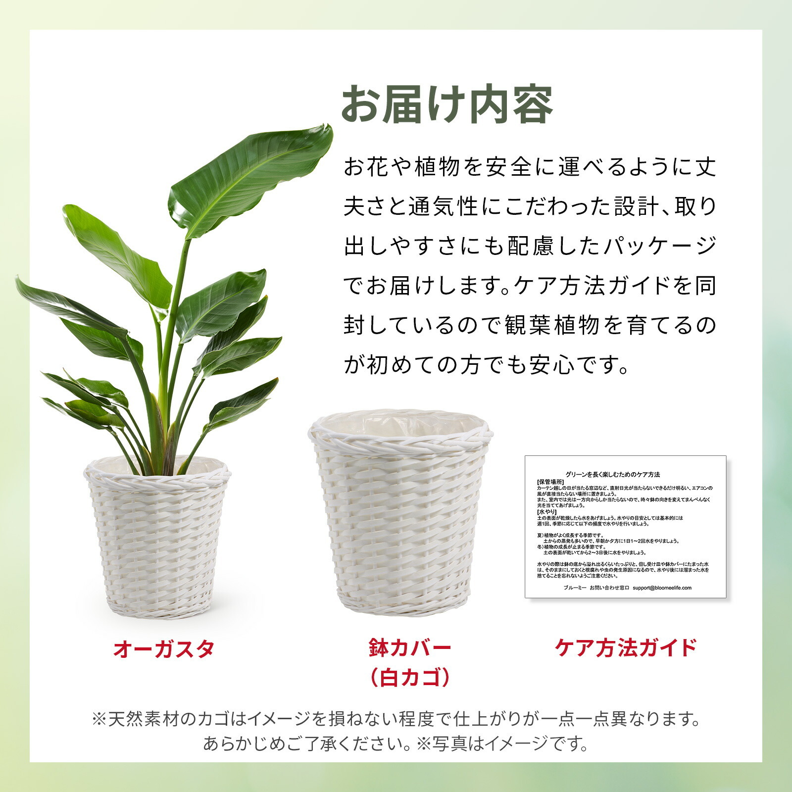 ストレリチア・オーガスタ7号 白かご