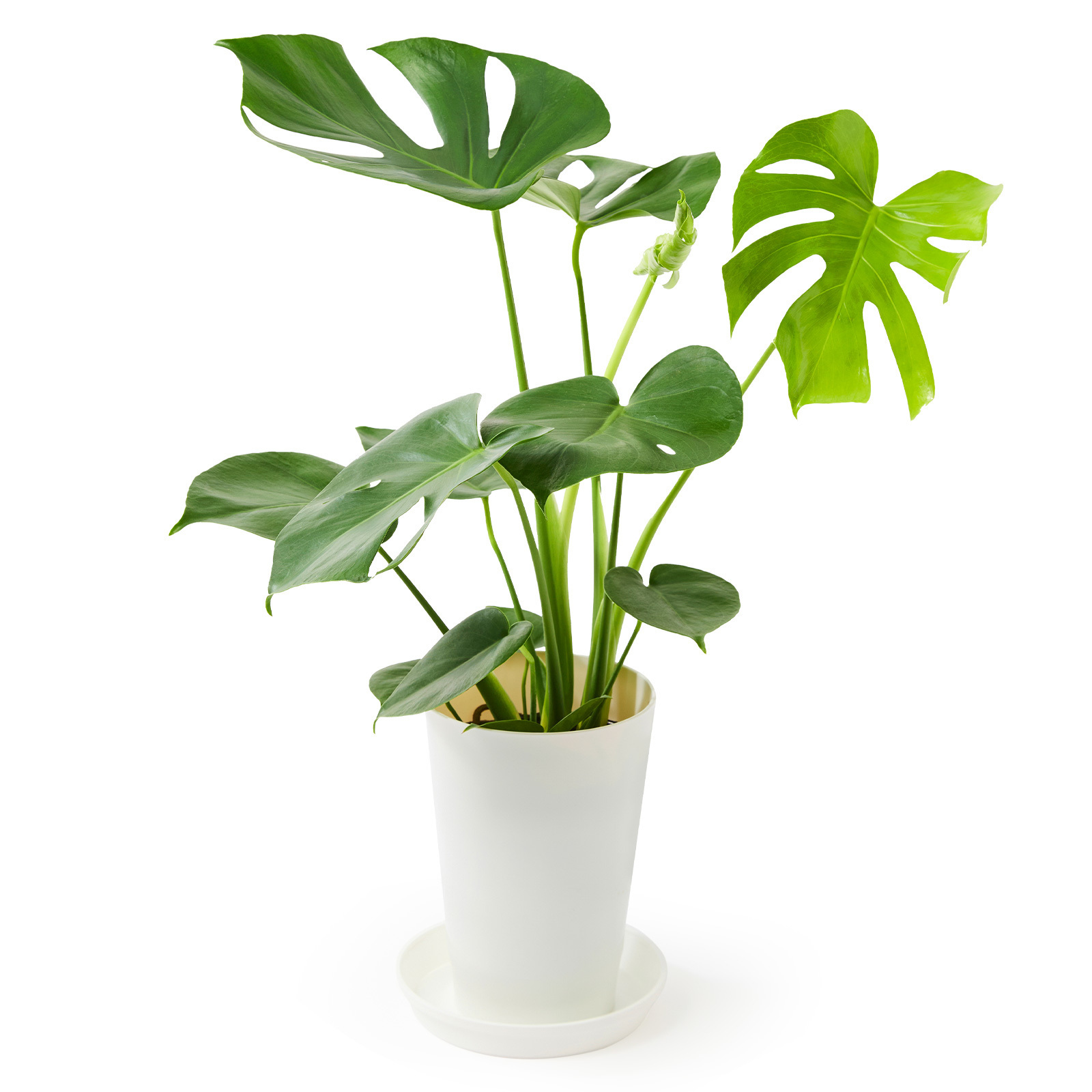 モンステラ6号 | 観葉植物のギフト通販 ブルーミーストア