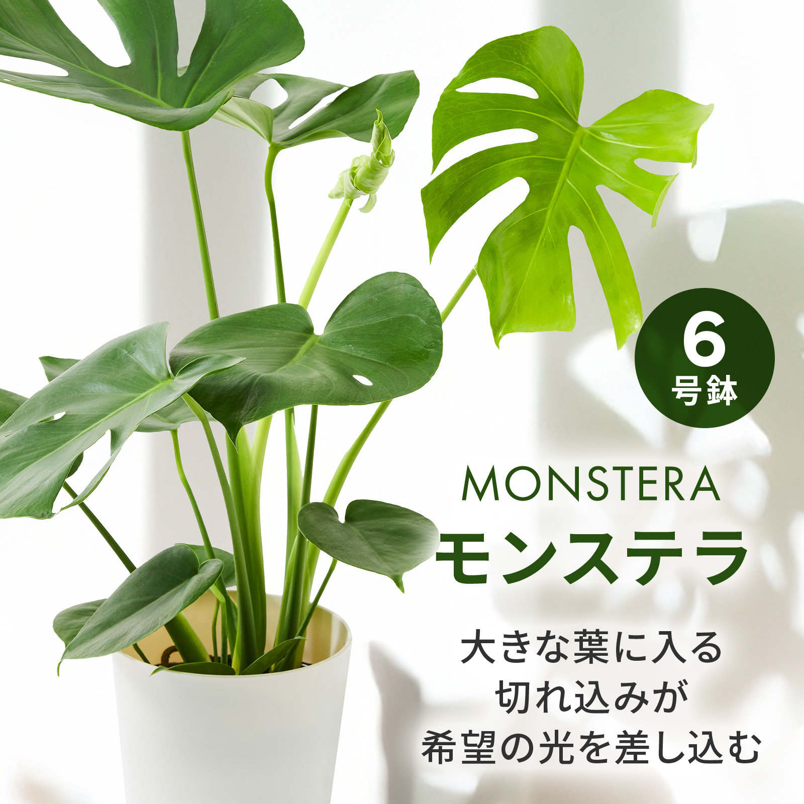 モンステラ6号