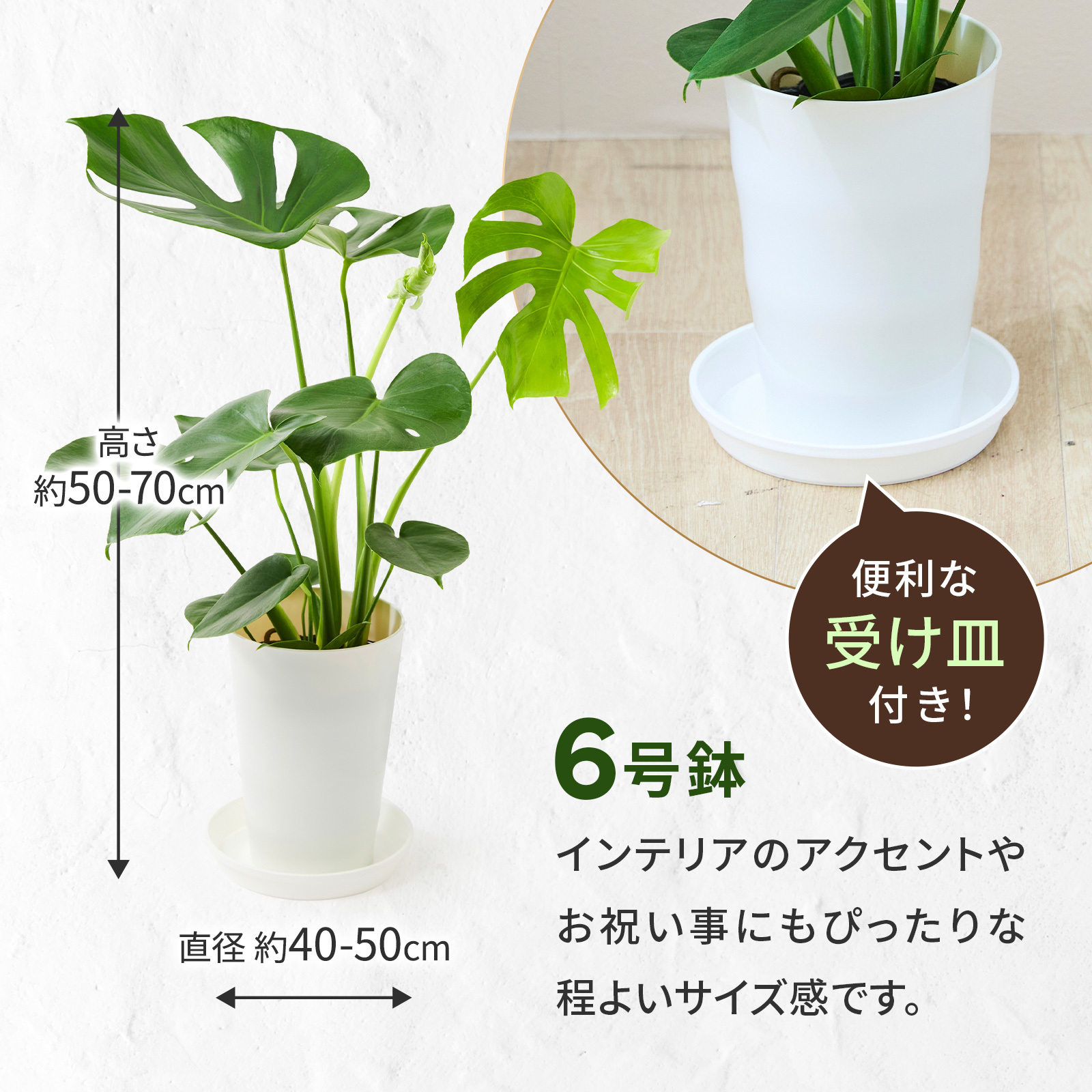 モンステラ6号