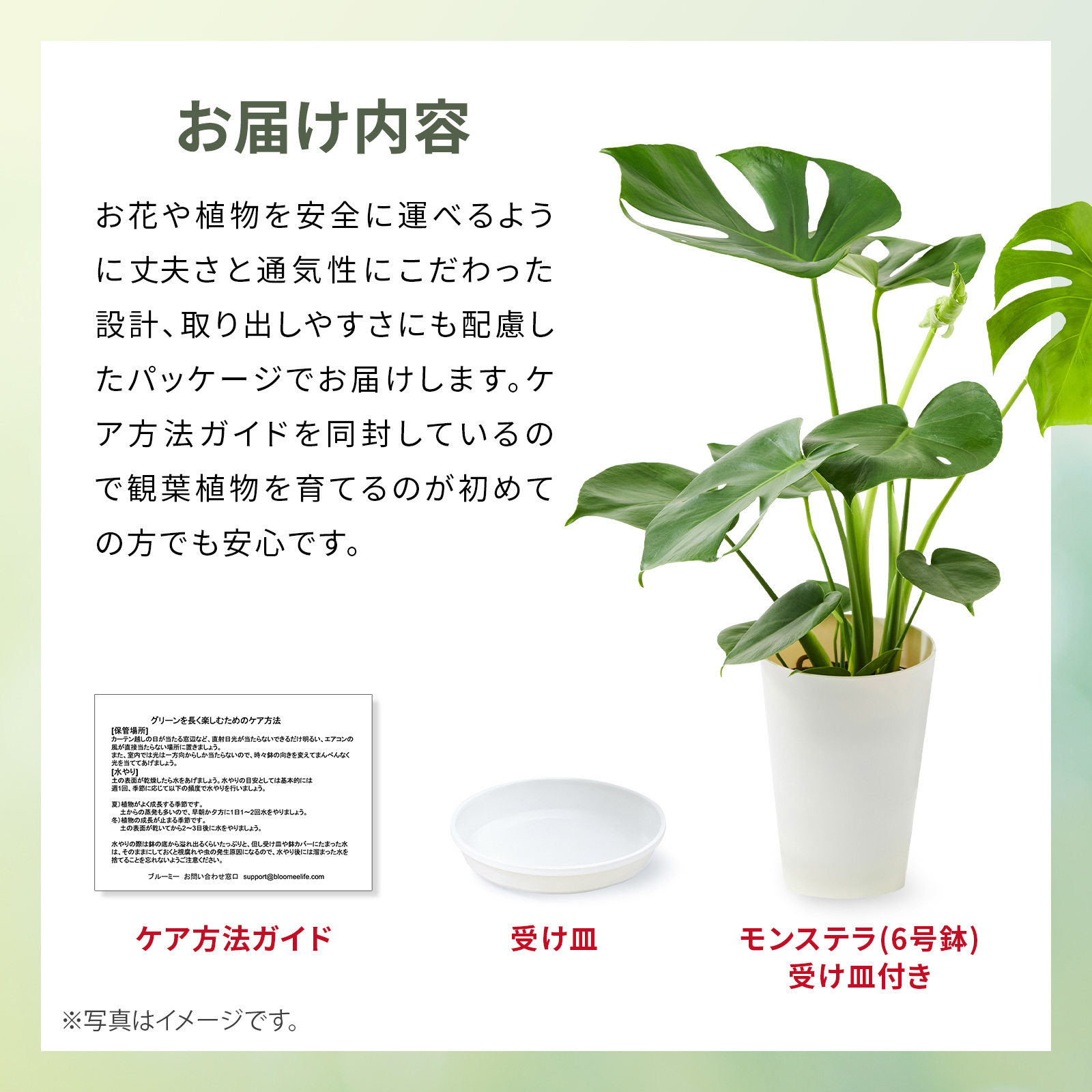 モンステラ6号