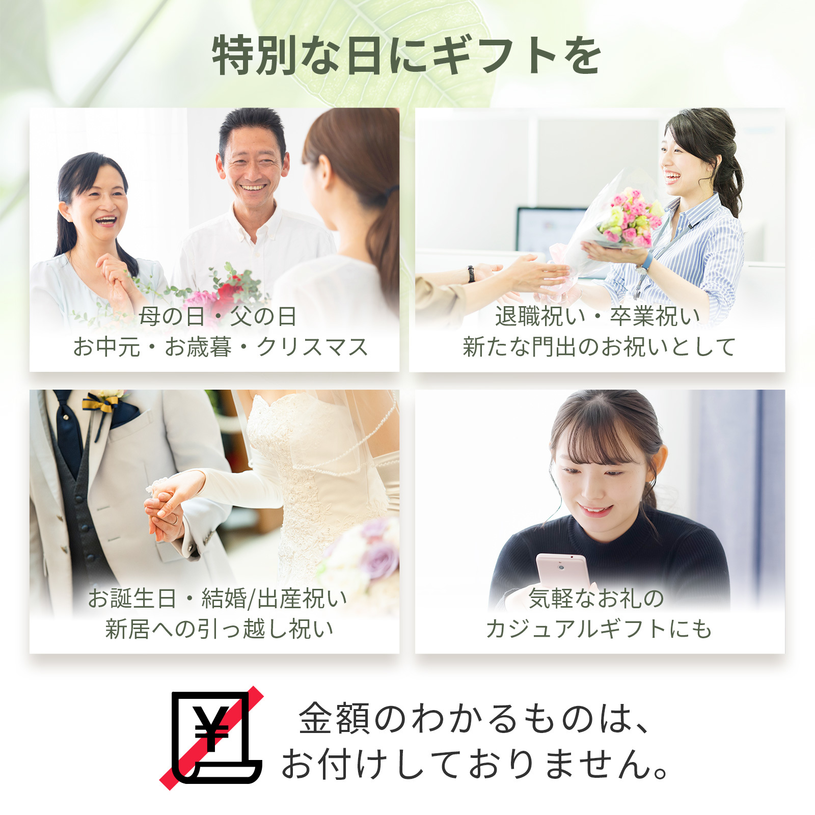 モンステラ6号