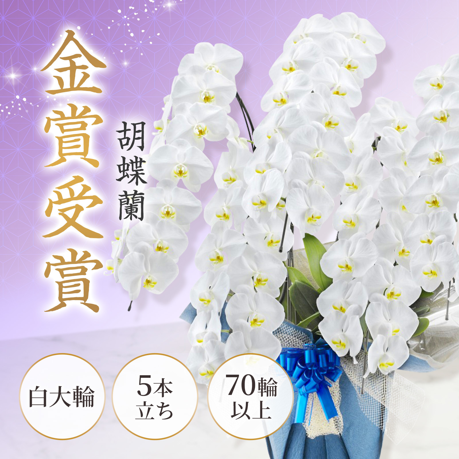 【お悔やみ・お供えの花】胡蝶蘭(白) 5本立ち 70輪以上(御供えラッピング　白レース)