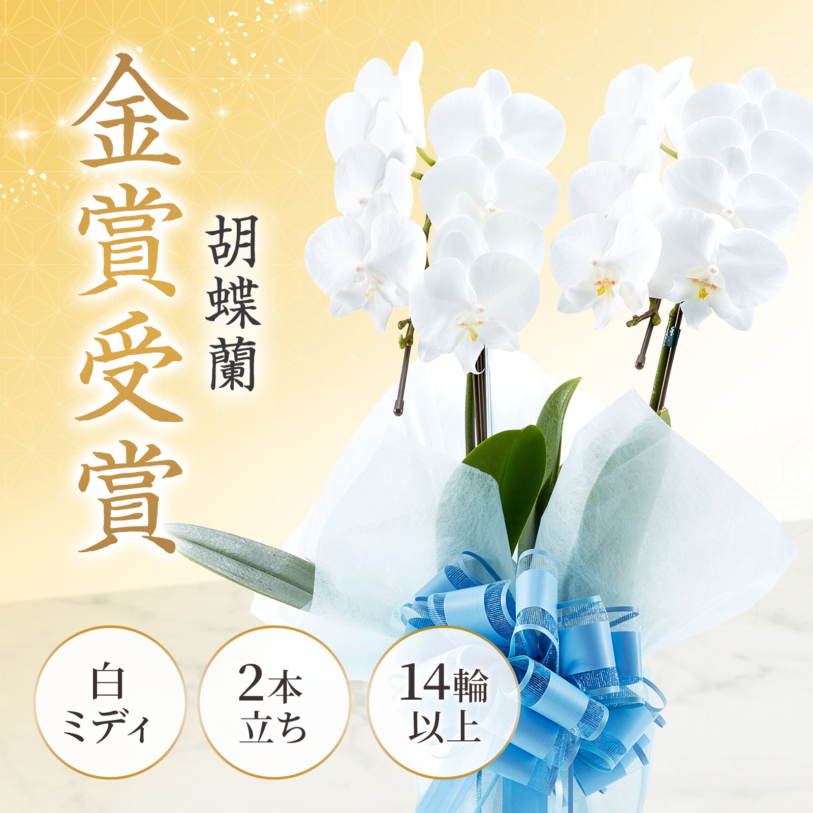 【お悔やみ・お供えの花】胡蝶蘭(白) ミディ 2本立ち14輪以上(御供えラッピング　白レース)_札なし