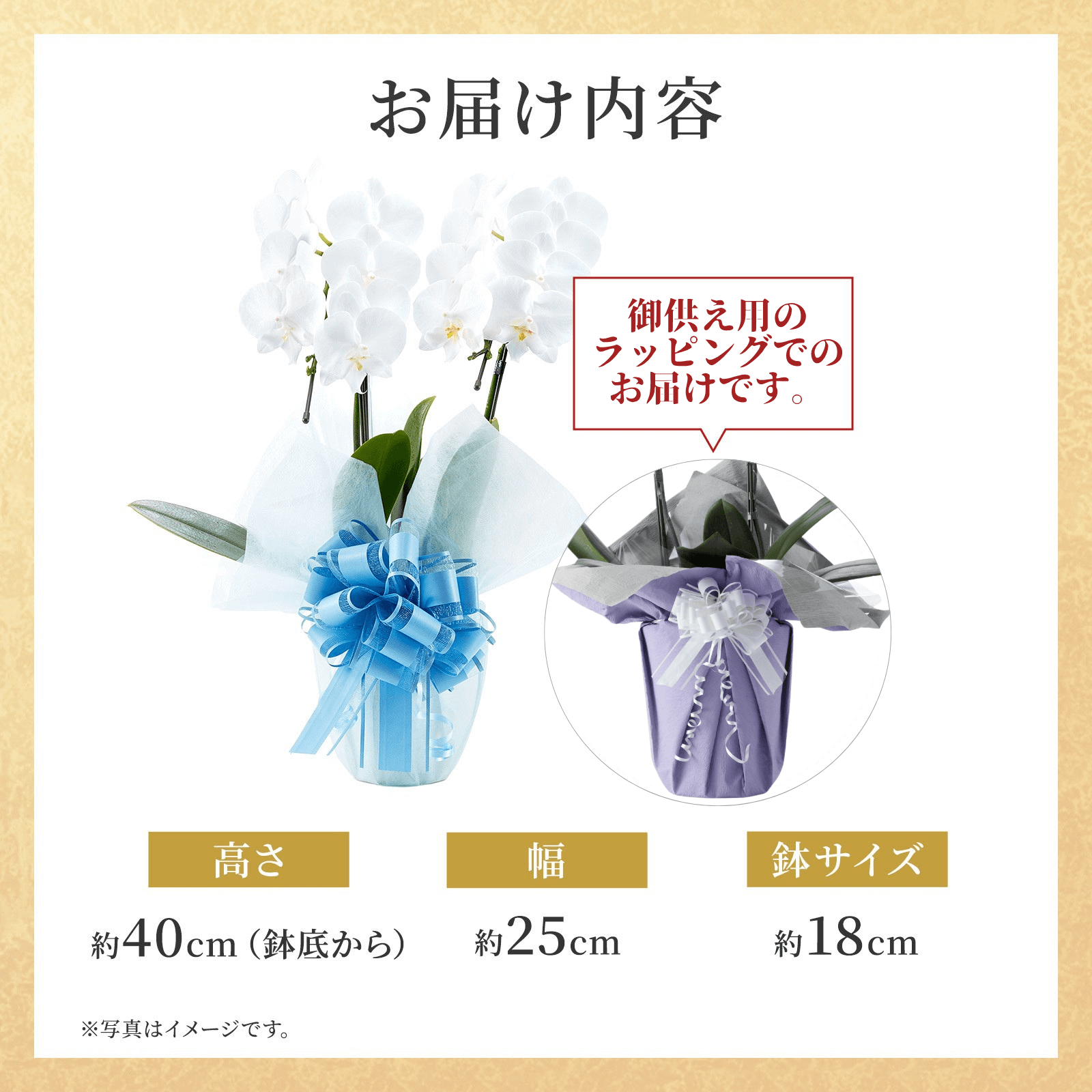 【お悔やみ・お供えの花】胡蝶蘭(白) ミディ 2本立ち14輪以上(御供えラッピング　白レース)_札なし