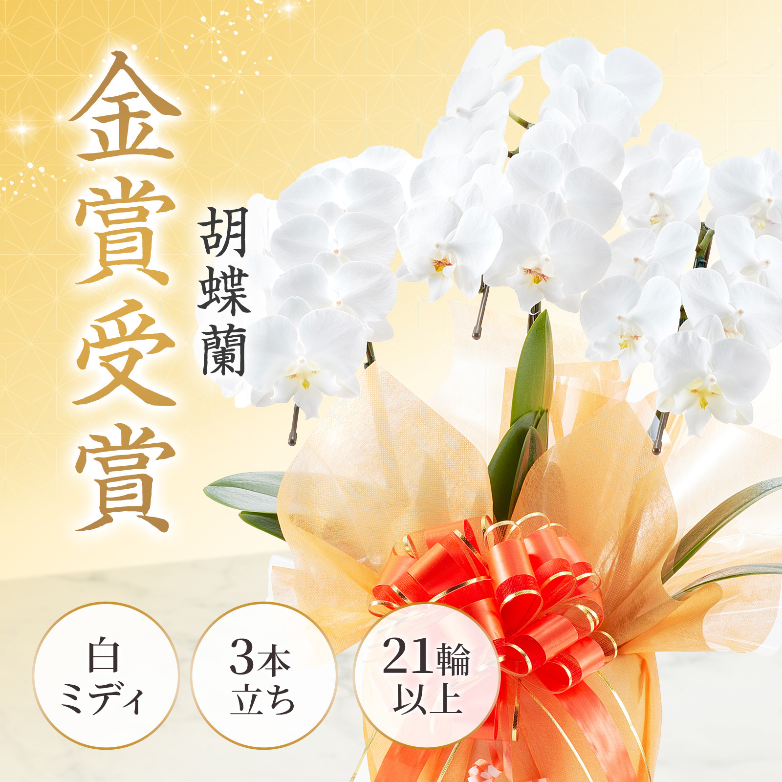 【お悔やみ・お供えの花】胡蝶蘭(白) ミディ 3本立ち21輪以上(御供えラッピング　白レース)_札なし