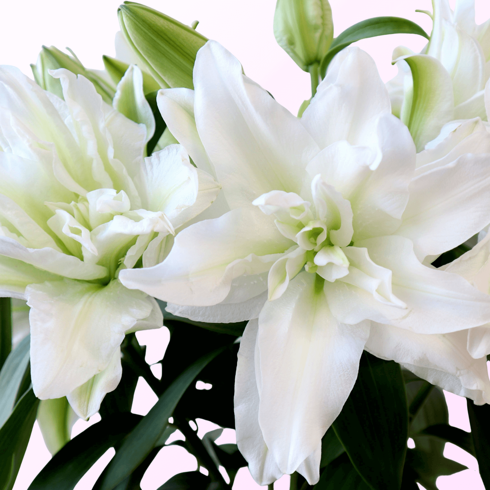 オリエンタルユリ 八重咲 ホワイト 3本束（9輪） 季節のお花