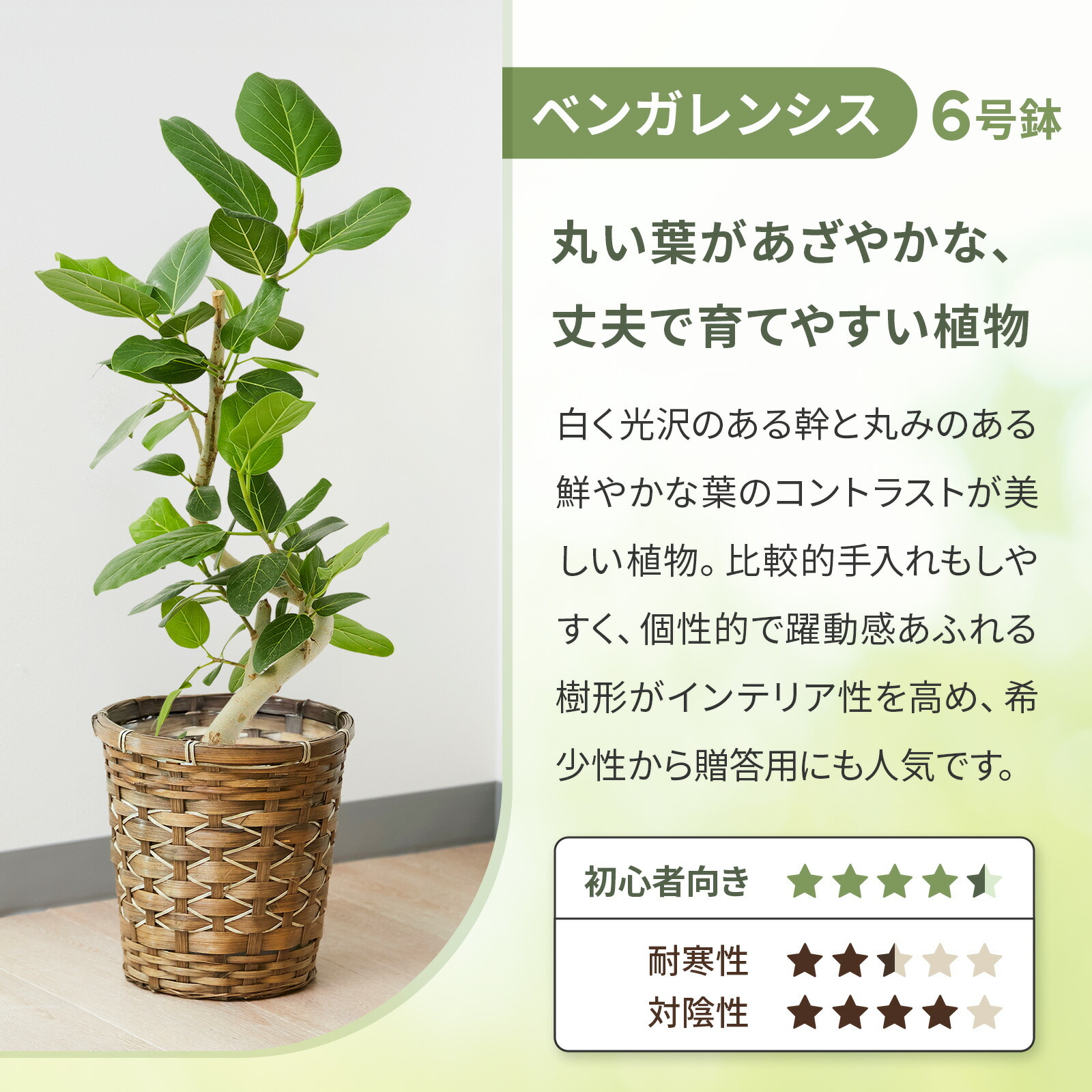 フィカス・ベンガレンシス 6号 編み込みバスケット