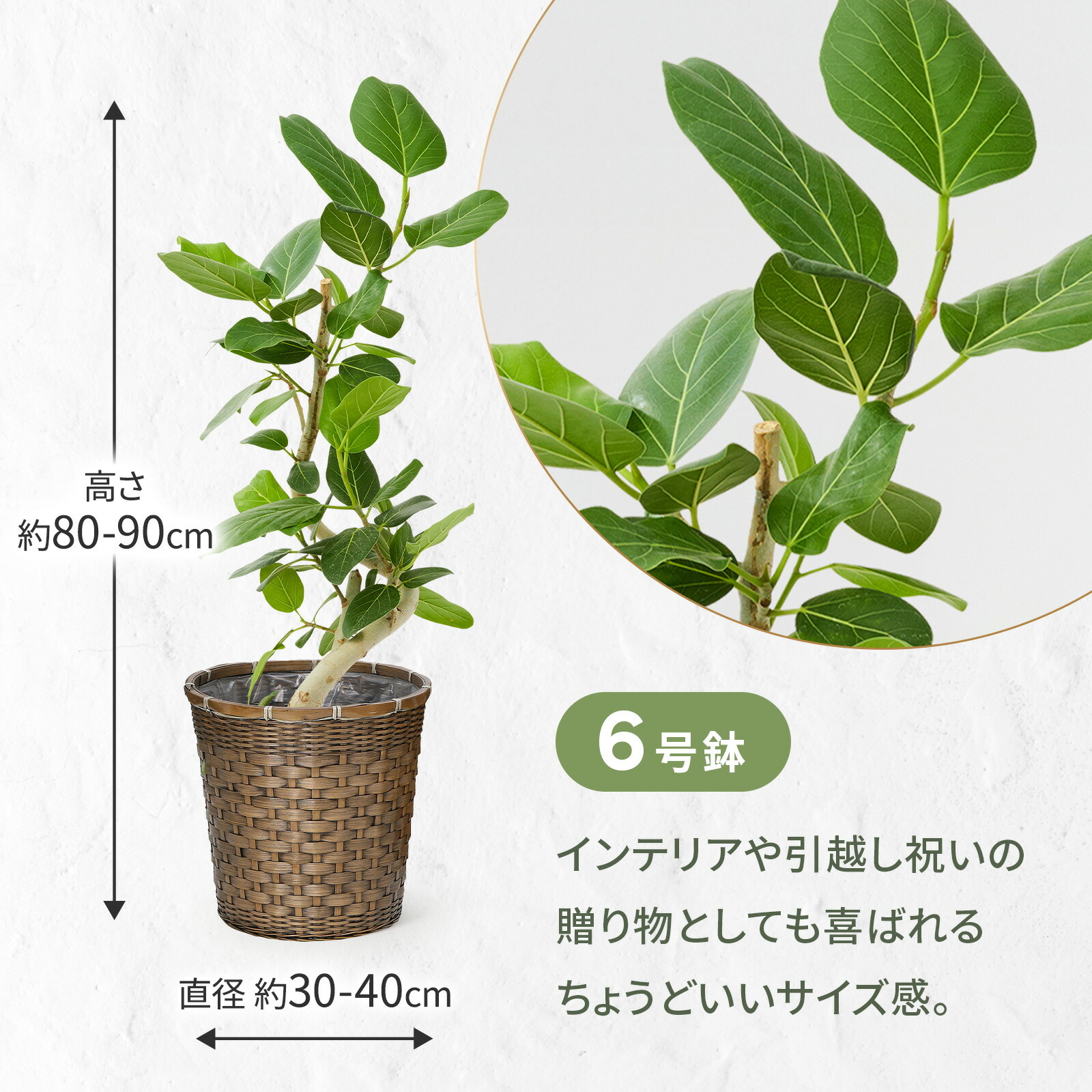 フィカス・ベンガレンシス 6号 編み込みバスケット