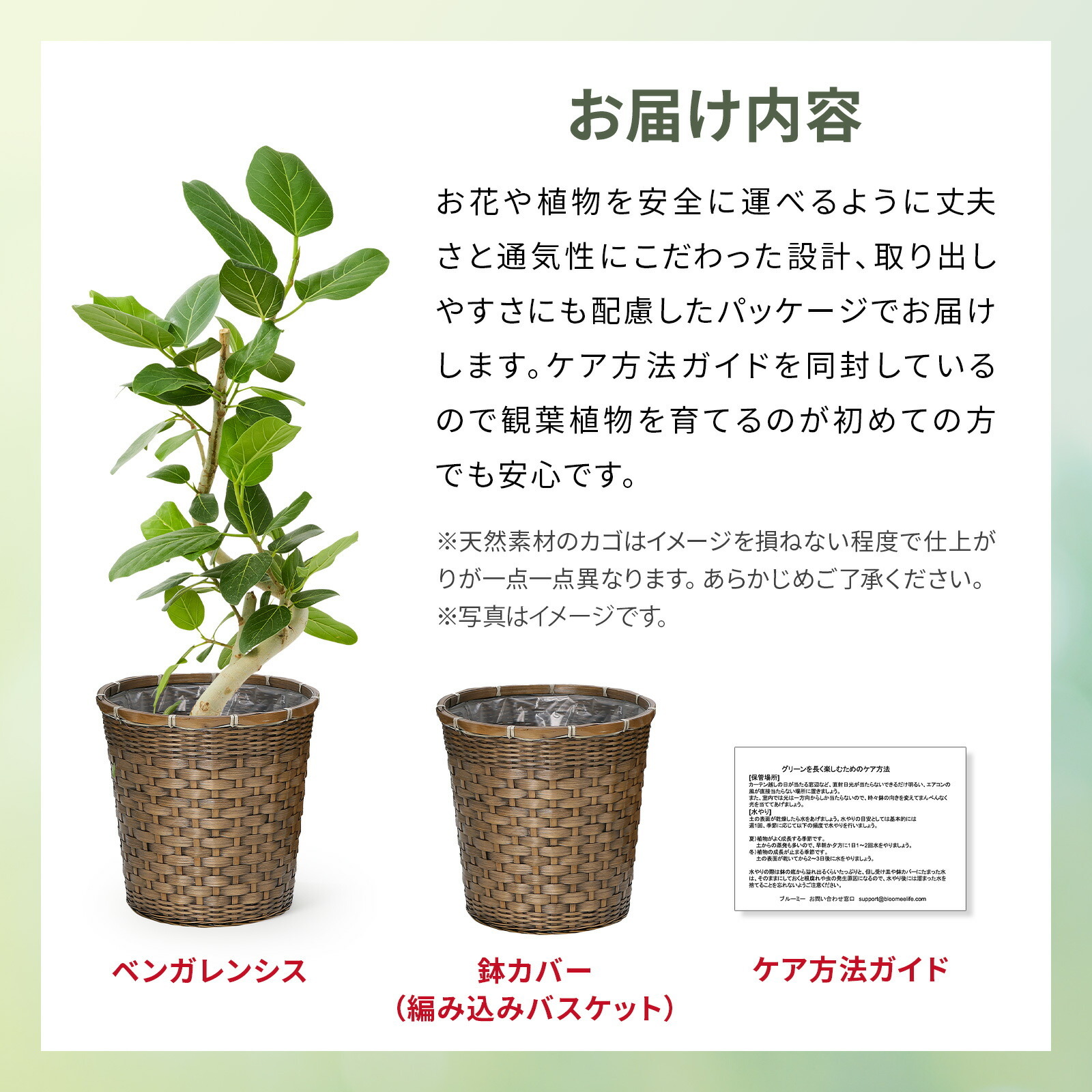 フィカス・ベンガレンシス 6号 編み込みバスケット