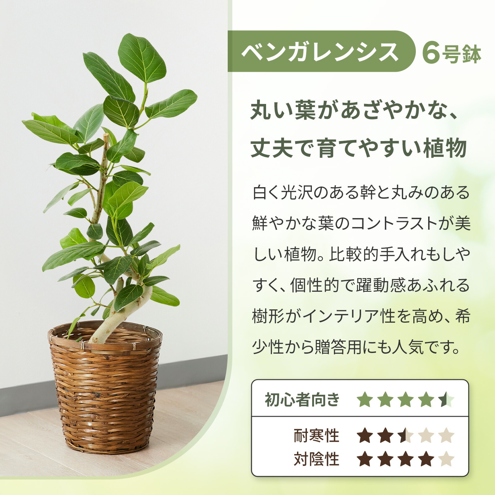 フィカス・ベンガレンシス 6号 かご