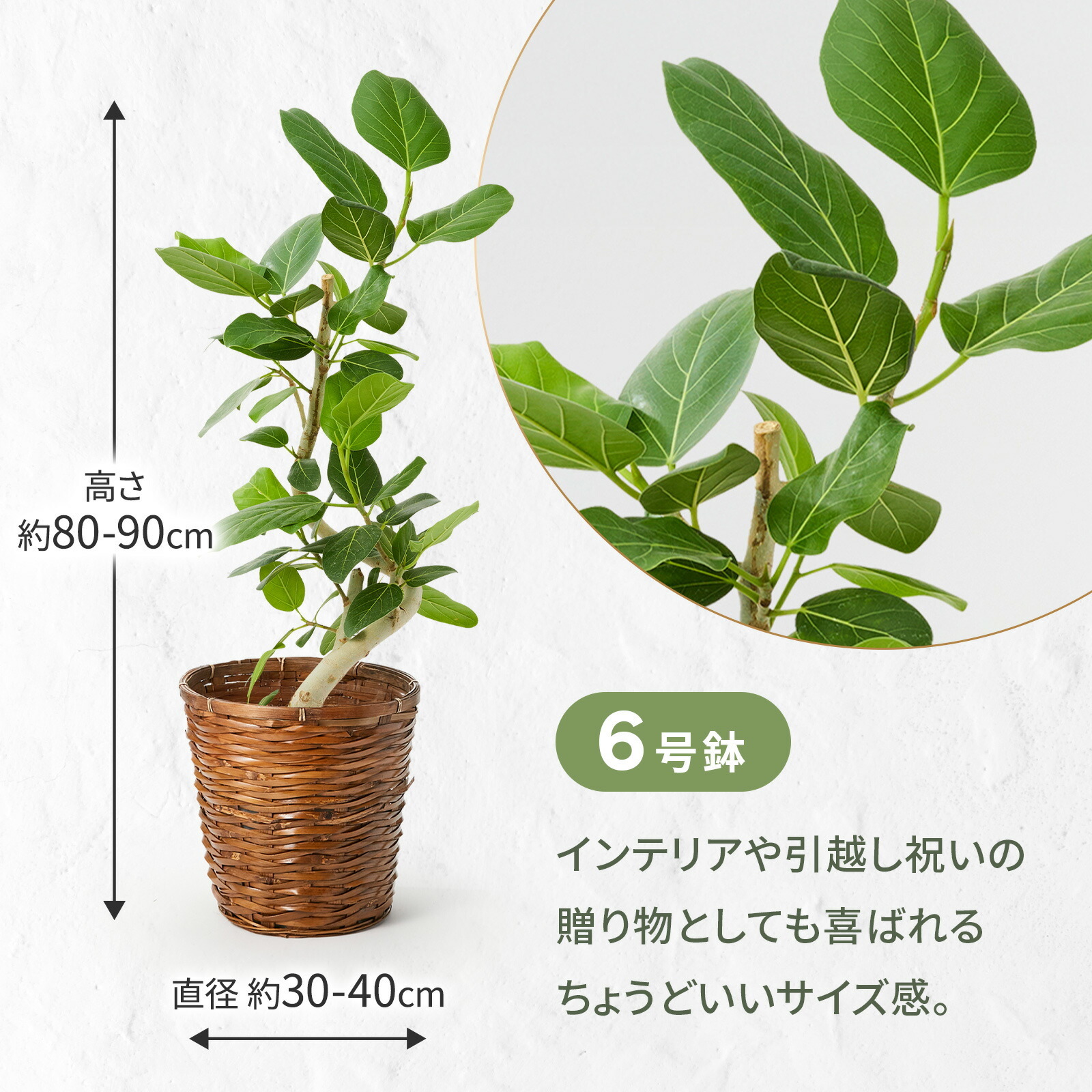 フィカス・ベンガレンシス 6号 かご