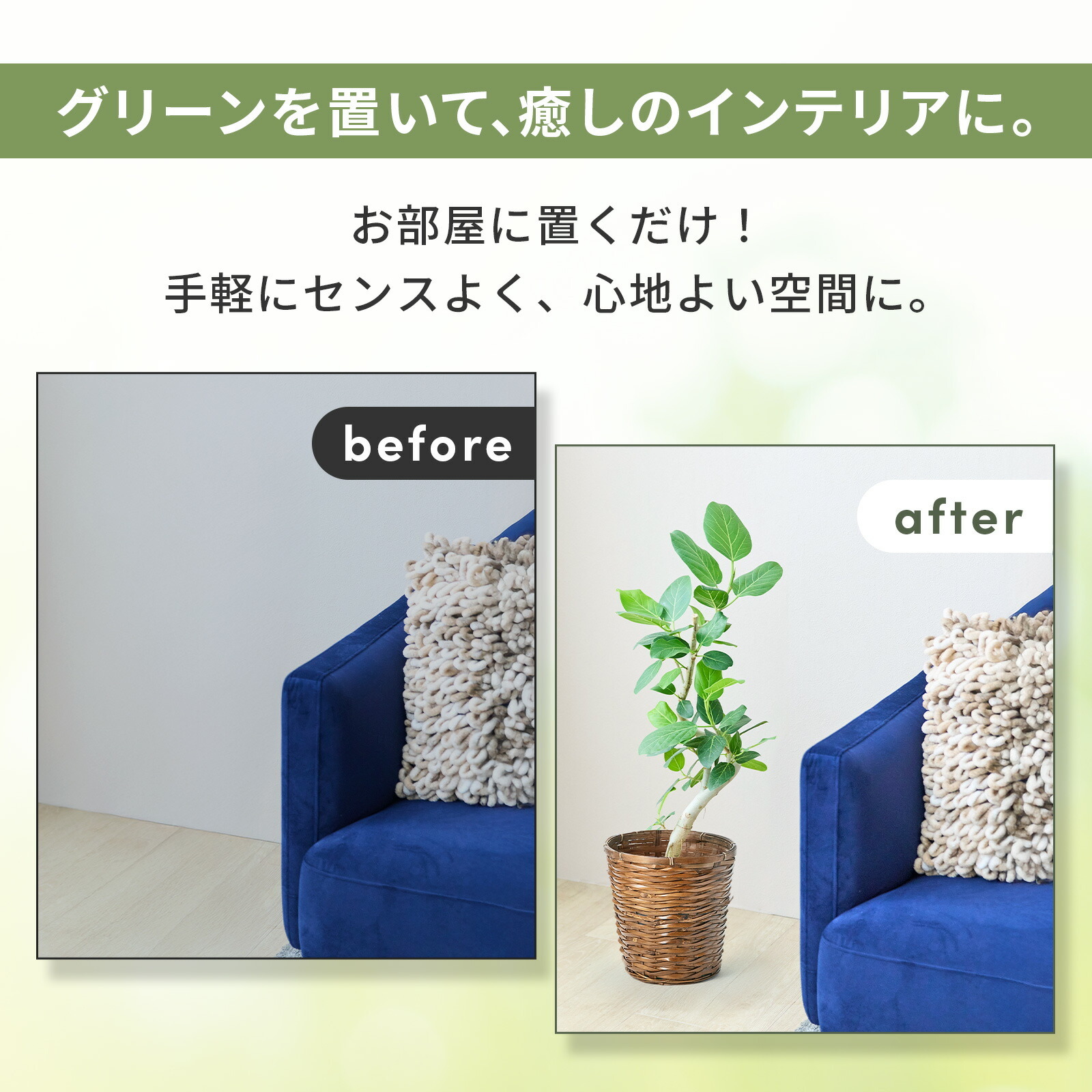 フィカス・ベンガレンシス 6号 かご