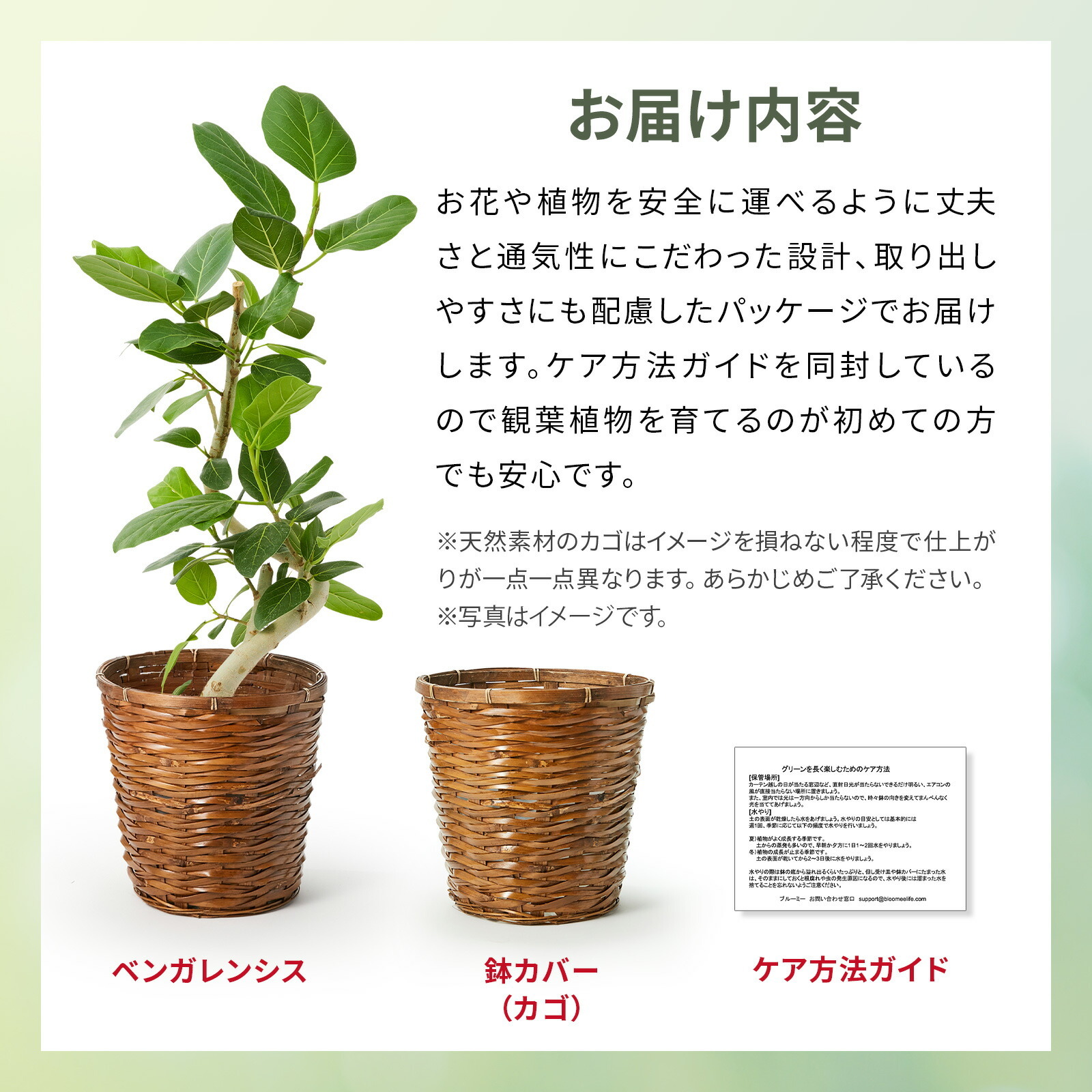 フィカス・ベンガレンシス 6号 かご