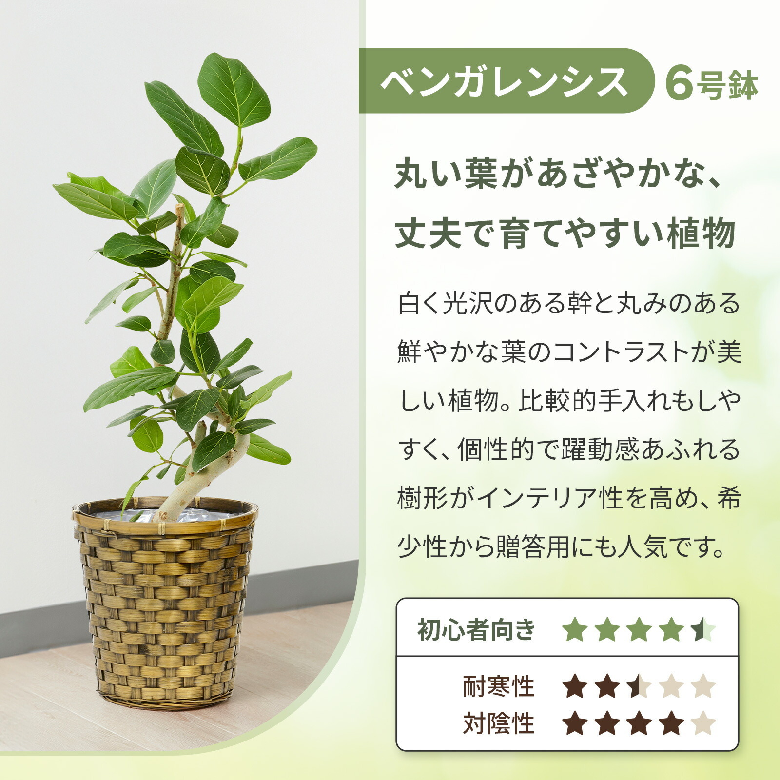 フィカス・ベンガレンシス 6号 木目かご