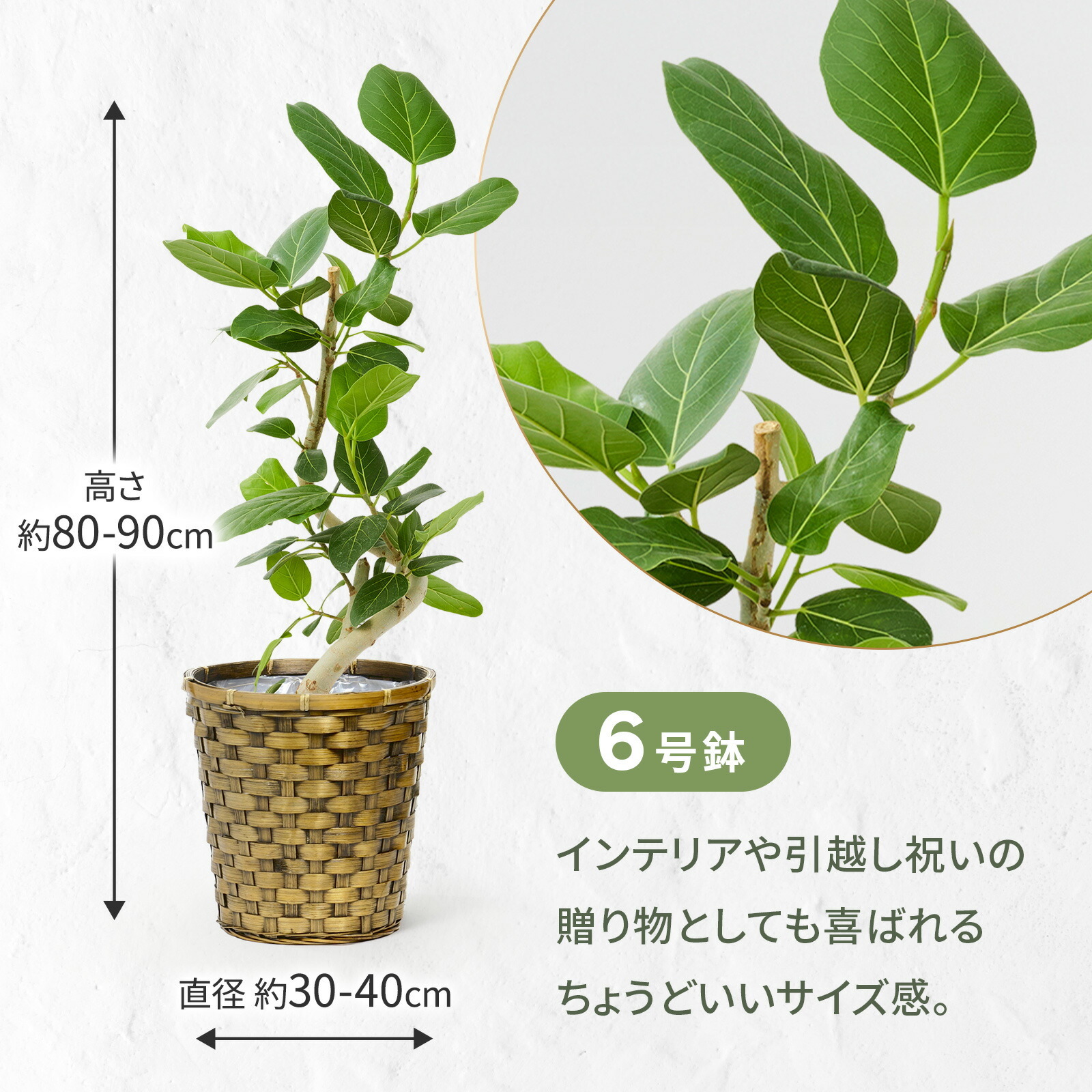 フィカス・ベンガレンシス 6号 木目かご