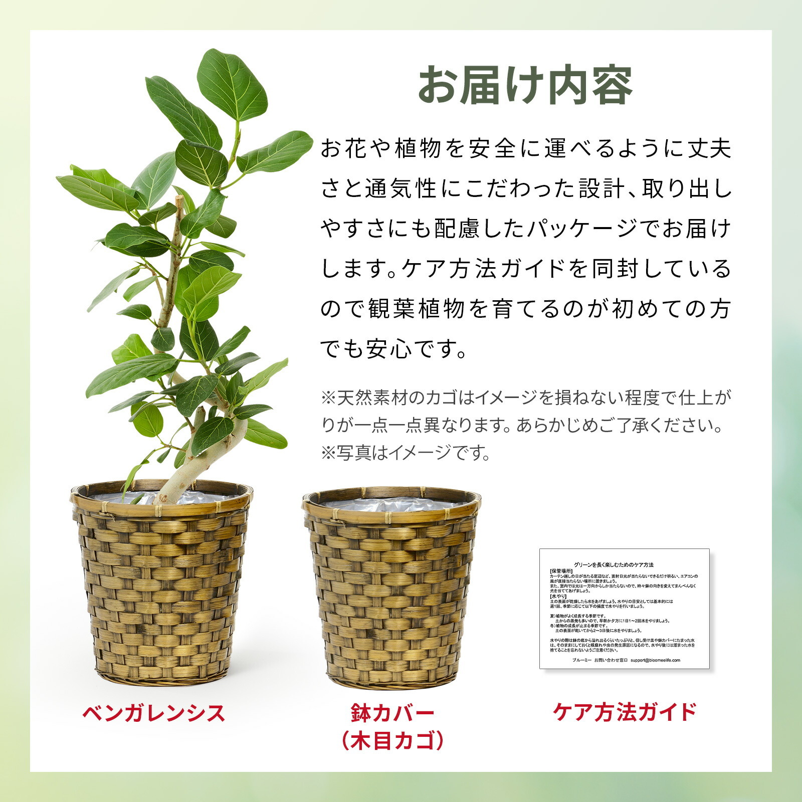 フィカス・ベンガレンシス 6号 木目かご