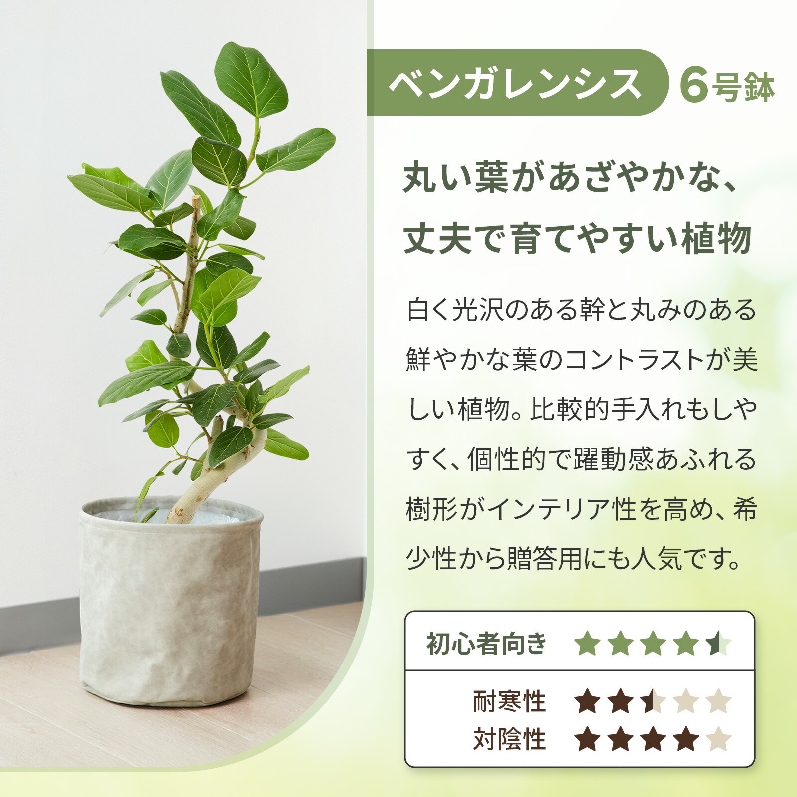 フィカス・ベンガレンシス 6号 レザー調カバー
