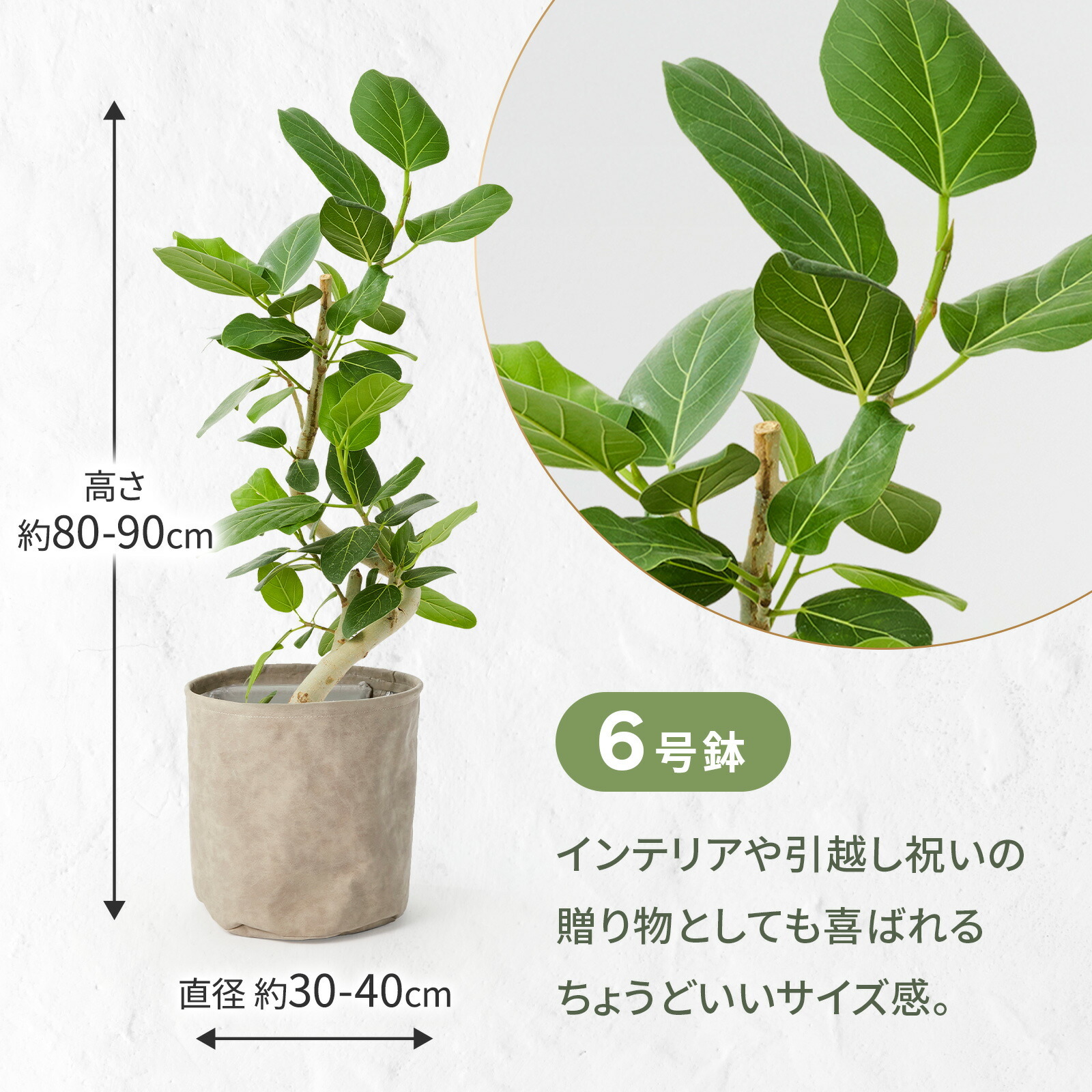 フィカス・ベンガレンシス 6号 レザー調カバー