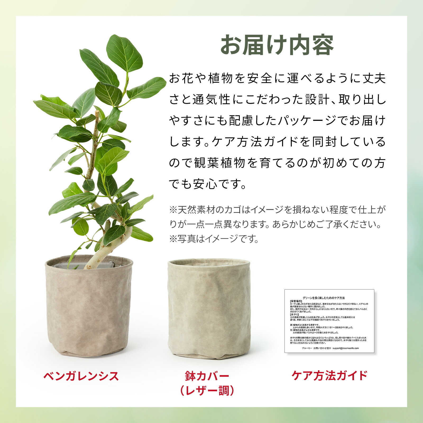 フィカス・ベンガレンシス 6号 レザー調カバー