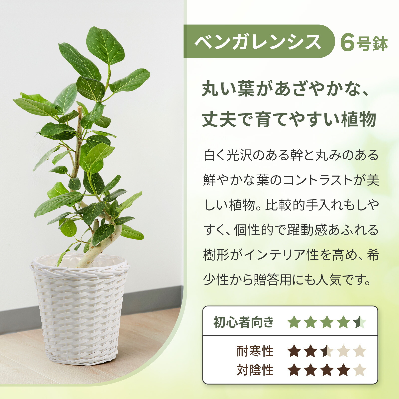 フィカス・ベンガレンシス 6号 白かご